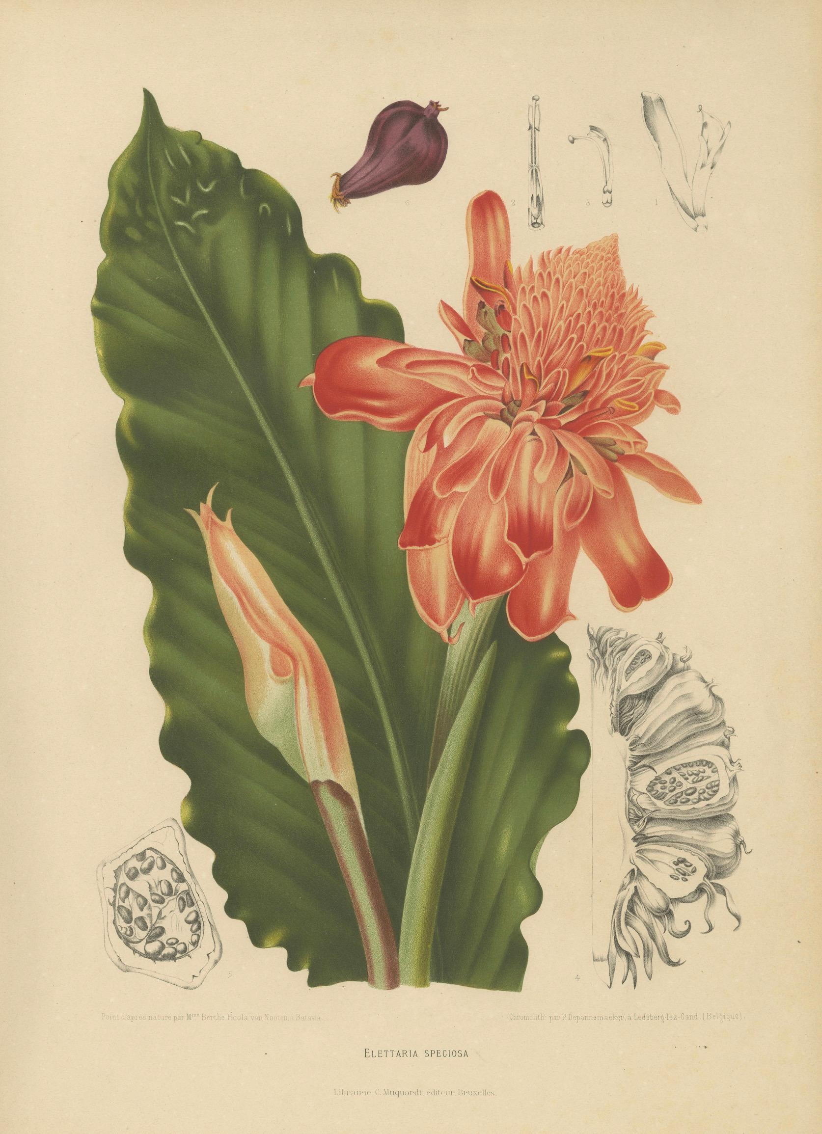 Antique Botanical Chromolithograph of Torch Ginger by Hoola van Nooten, c.1880