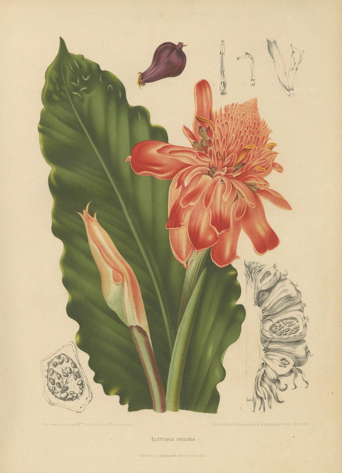 Antique Botanical Chromolithograph of Torch Ginger by Hoola van Nooten, c.1880