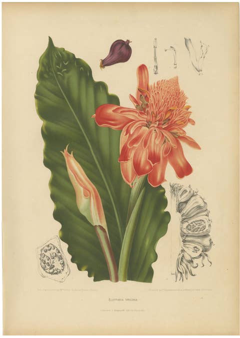 Antique Botanical Chromolithograph of Torch Ginger by Hoola van Nooten, c.1880