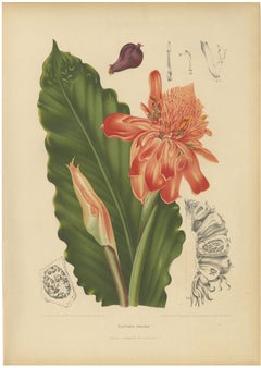 Antique Botanical Chromolithograph of Torch Ginger by Hoola van Nooten, c.1880