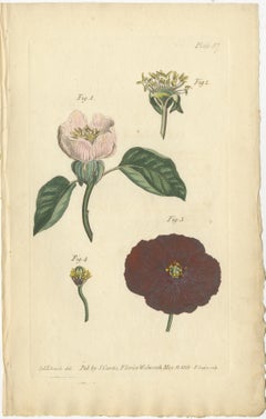 Antique Botanical Engraving of Apple Blossom and Mallow - 1803 Floral Print