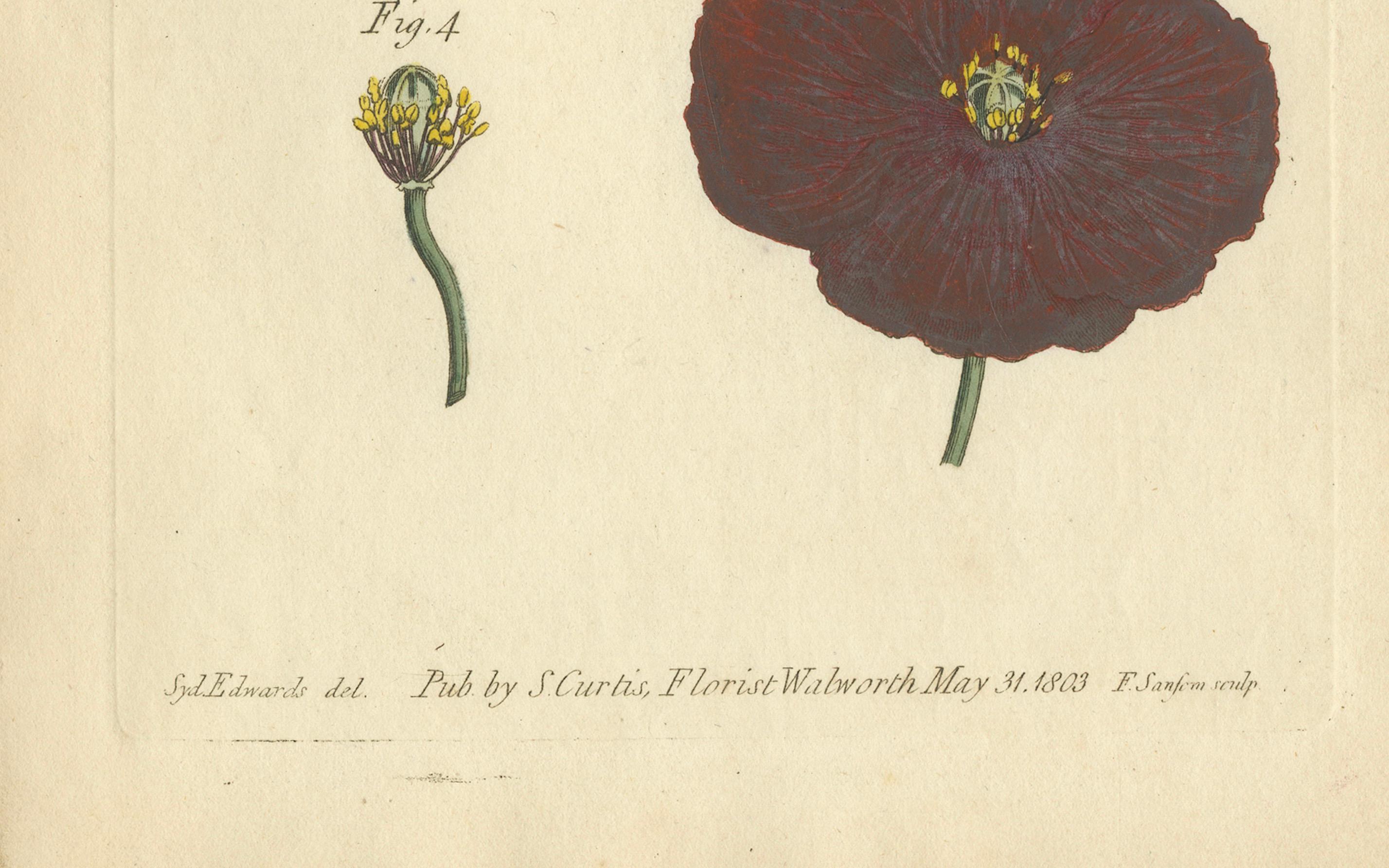Antique Botanical Engraving of Apple Blossom and Mallow - 1803 Floral Print In Good Condition For Sale In Langweer, NL