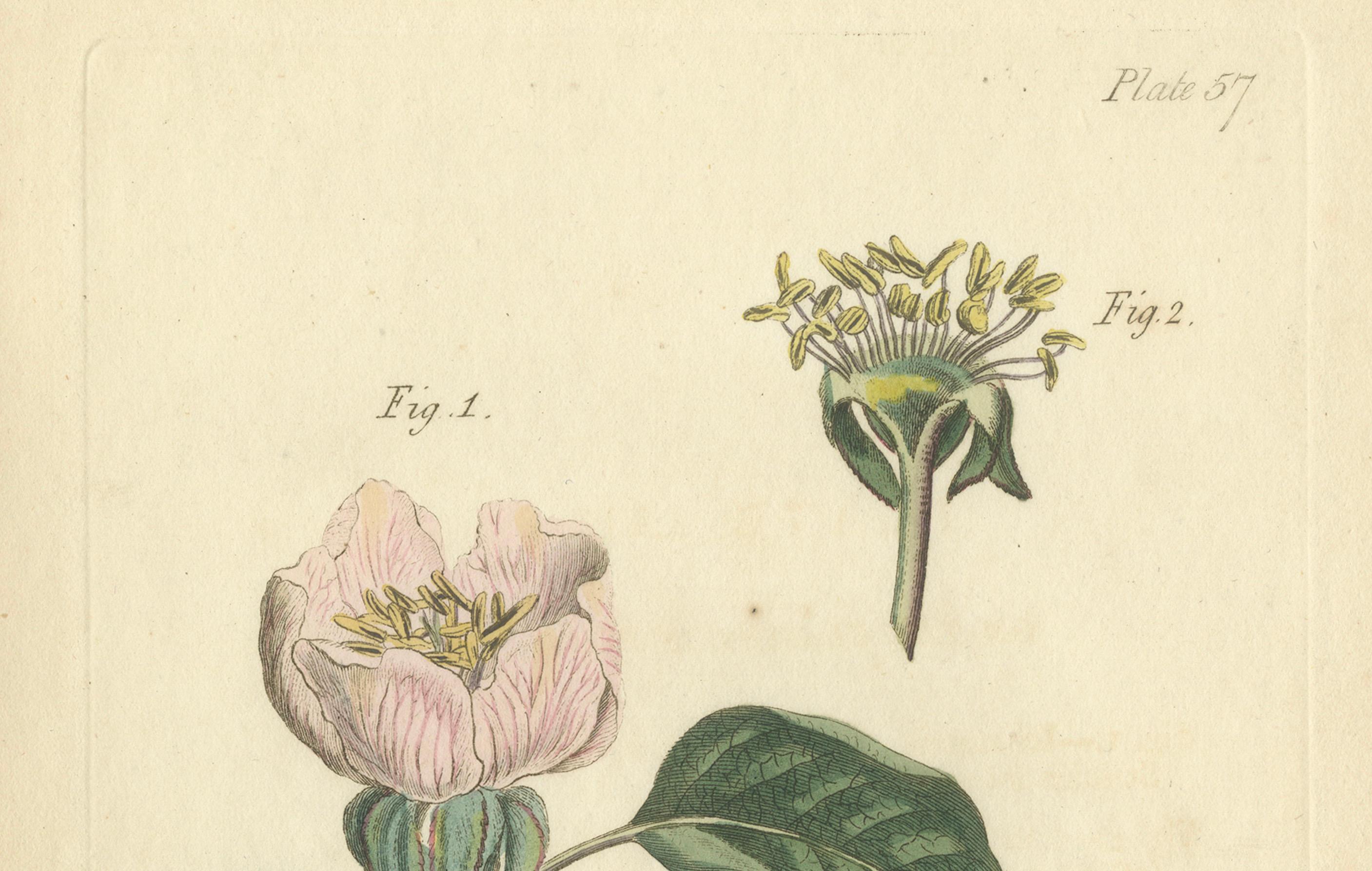 Early 19th Century Antique Botanical Engraving of Apple Blossom and Mallow - 1803 Floral Print For Sale
