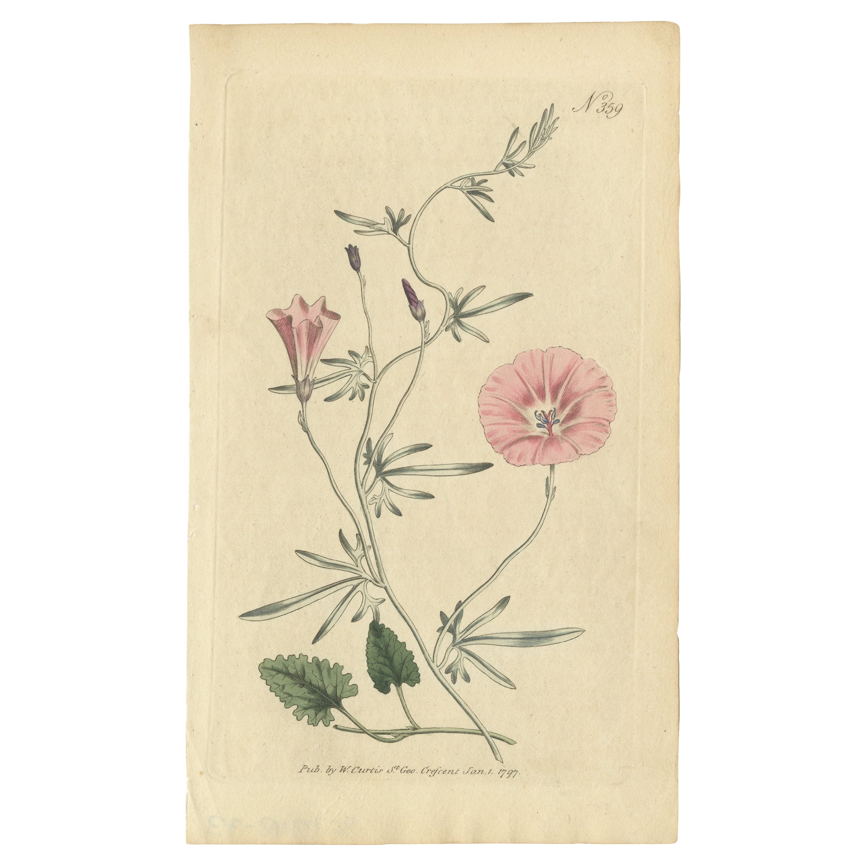 Antique Botanical Engraving of Convolvulus - Rare 1797 Floral Print by Curtis