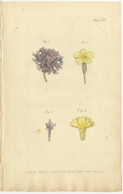 Antique Botanical Engraving of Dyer's Alkanet and Primrose Varieties - 1803