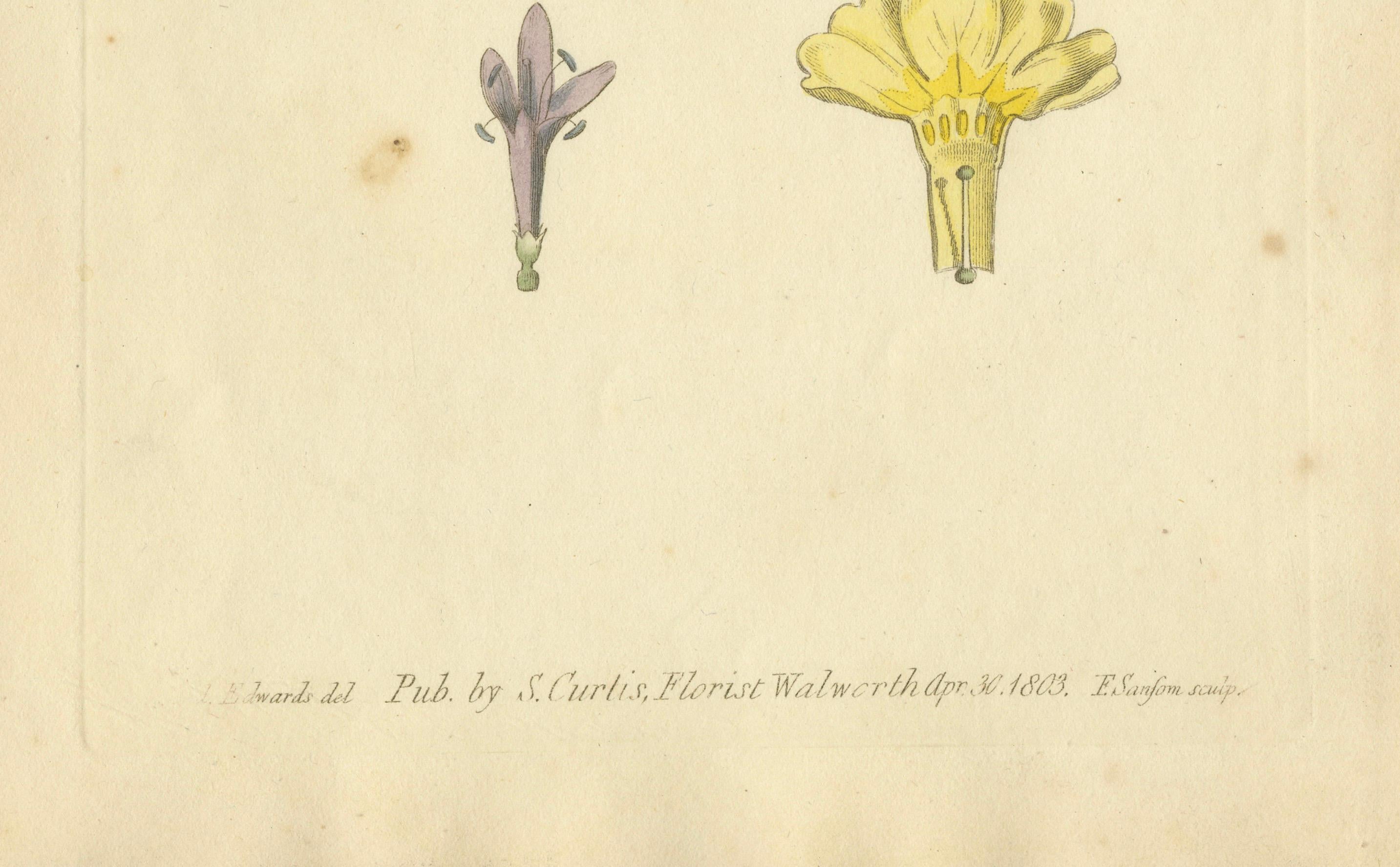 Gravé Gravure botanique ancienne des variétés d'alexandrite et de Primrose de Dyer - 1803 en vente