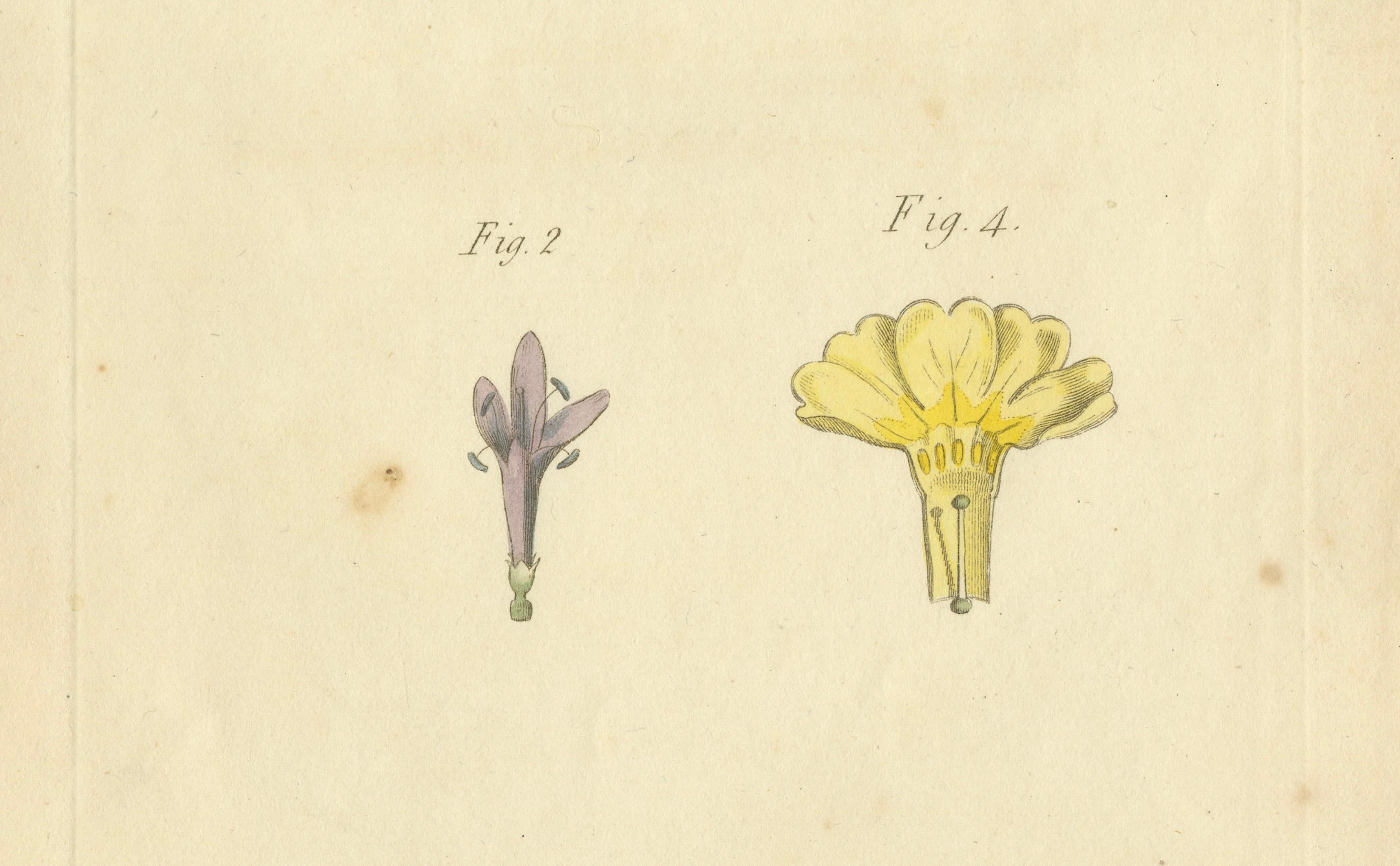 Gravure botanique ancienne des variétés d'alexandrite et de Primrose de Dyer - 1803 Bon état - En vente à Langweer, NL