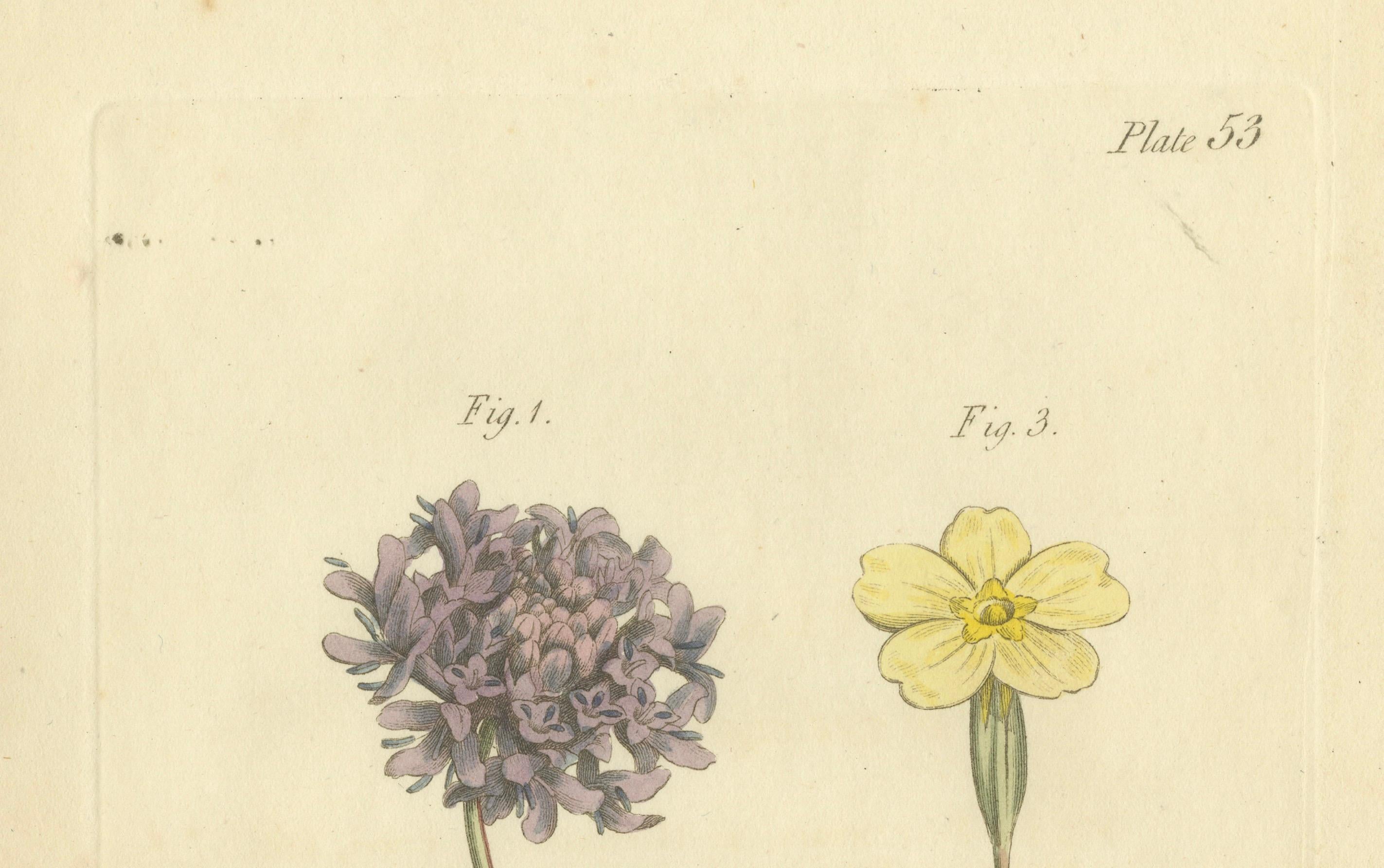 Fin du XVIIIe siècle Gravure botanique ancienne des variétés d'alexandrite et de Primrose de Dyer - 1803 en vente