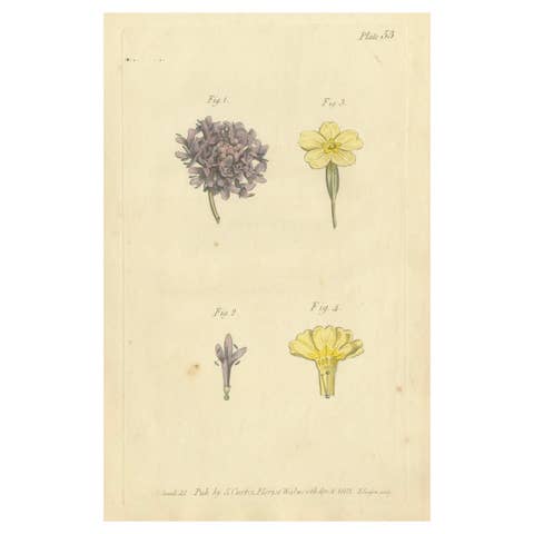 Antique Botanical Engraving of Dyer's Alkanet and Primrose Varieties - 1803