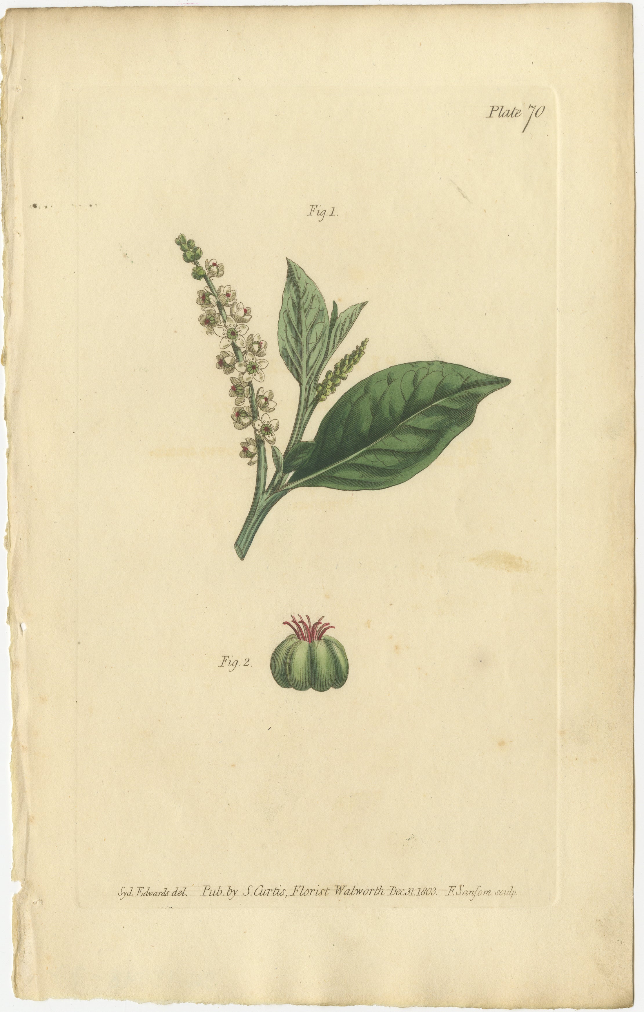 Antique Botanical Engraving of Pokeweed (Phytolacca) - 1803 Floral Print by Samuel Curtis

Description:
This engraving is from 
