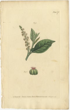 Antique Botanical Engraving of Pokeweed (Phytolacca) - 1803 Floral Print