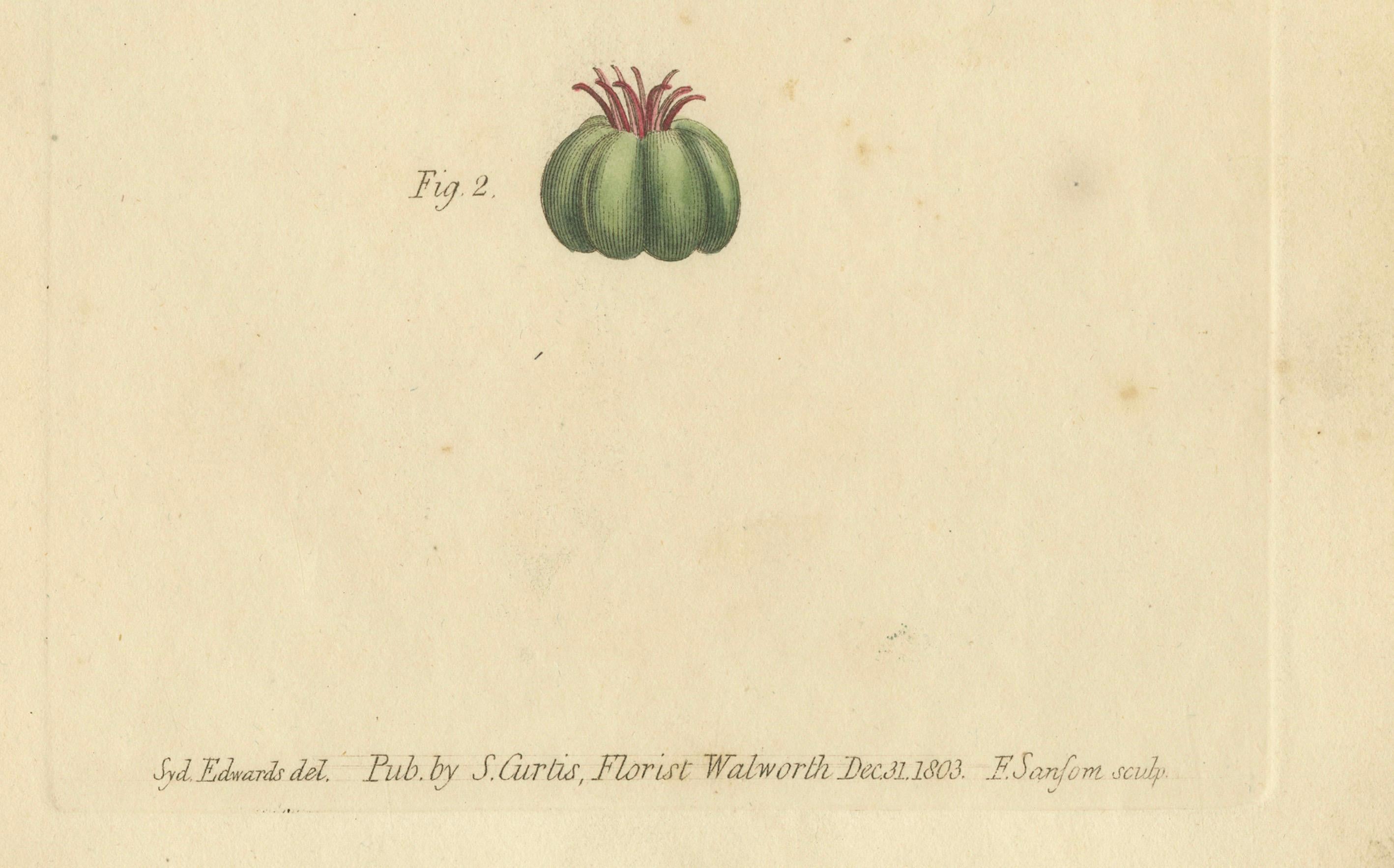 Engraved Antique Botanical Engraving of Pokeweed (Phytolacca) - 1803 Floral Print For Sale