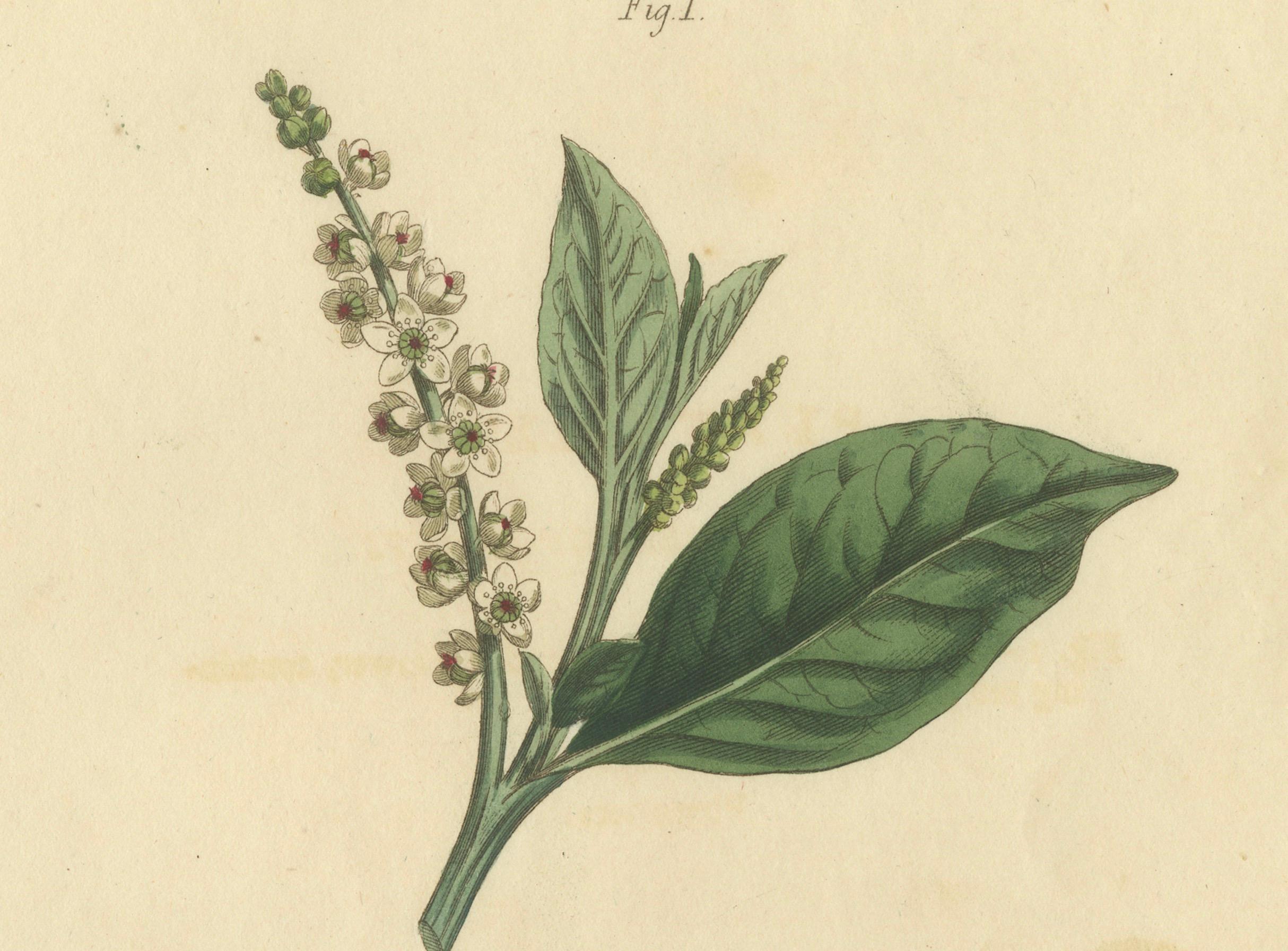 Early 19th Century Antique Botanical Engraving of Pokeweed (Phytolacca) - 1803 Floral Print For Sale