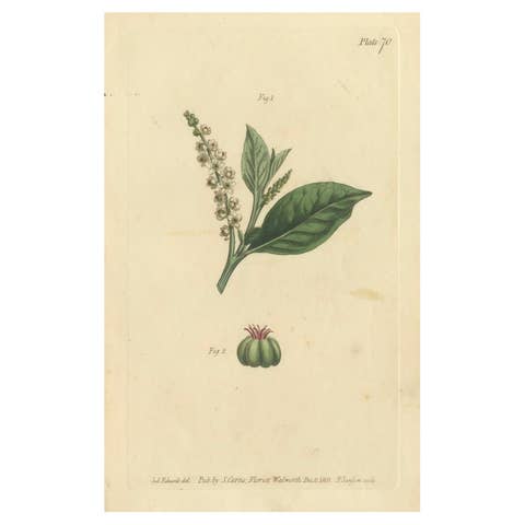 Antique Botanical Engraving of Pokeweed (Phytolacca) - 1803 Floral Print
