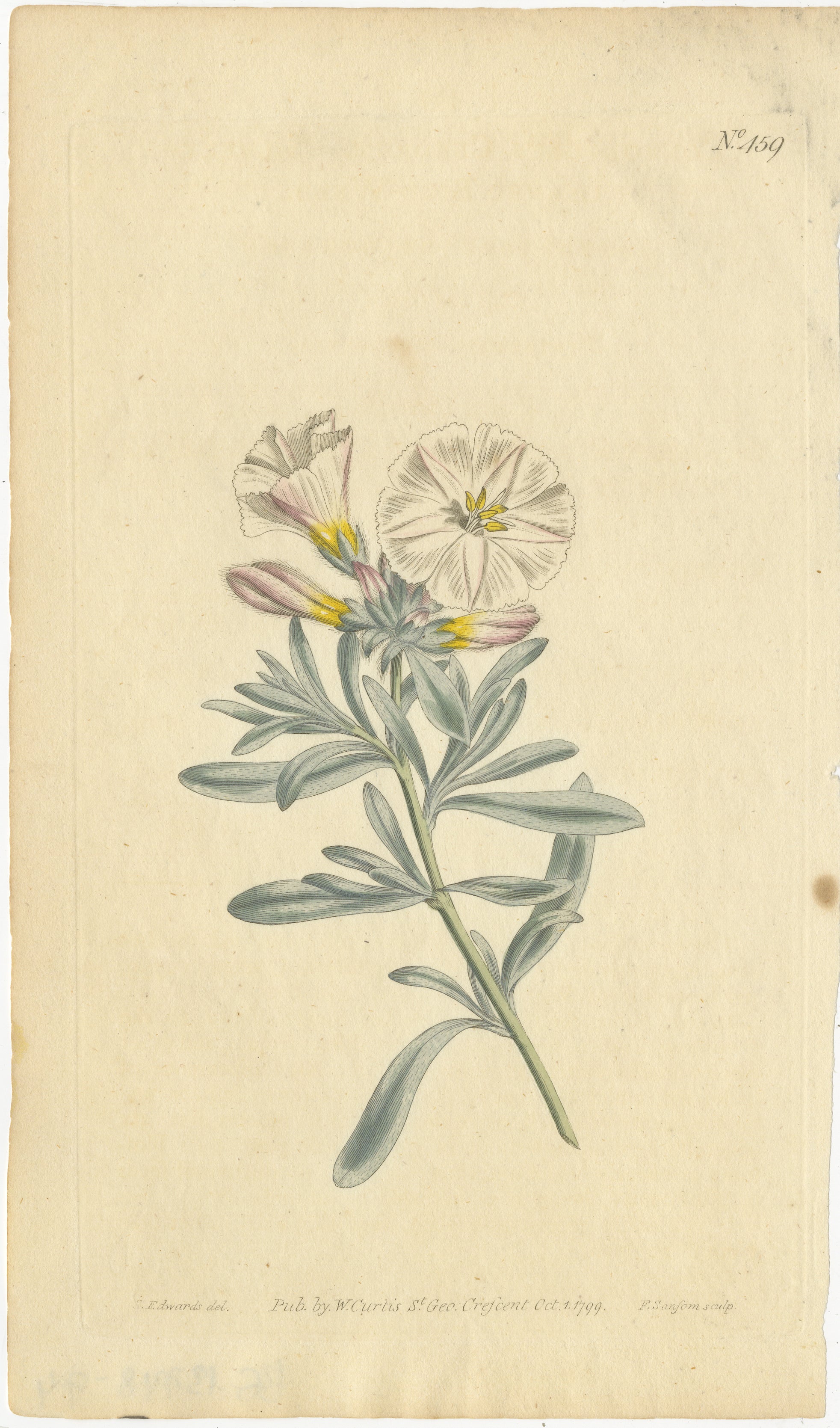 Grabado botánico antiguo de Convolvulus Cneorum - Raro grabado floral de 1799 de William Curtis

Este grabado pertenece a la publicación 