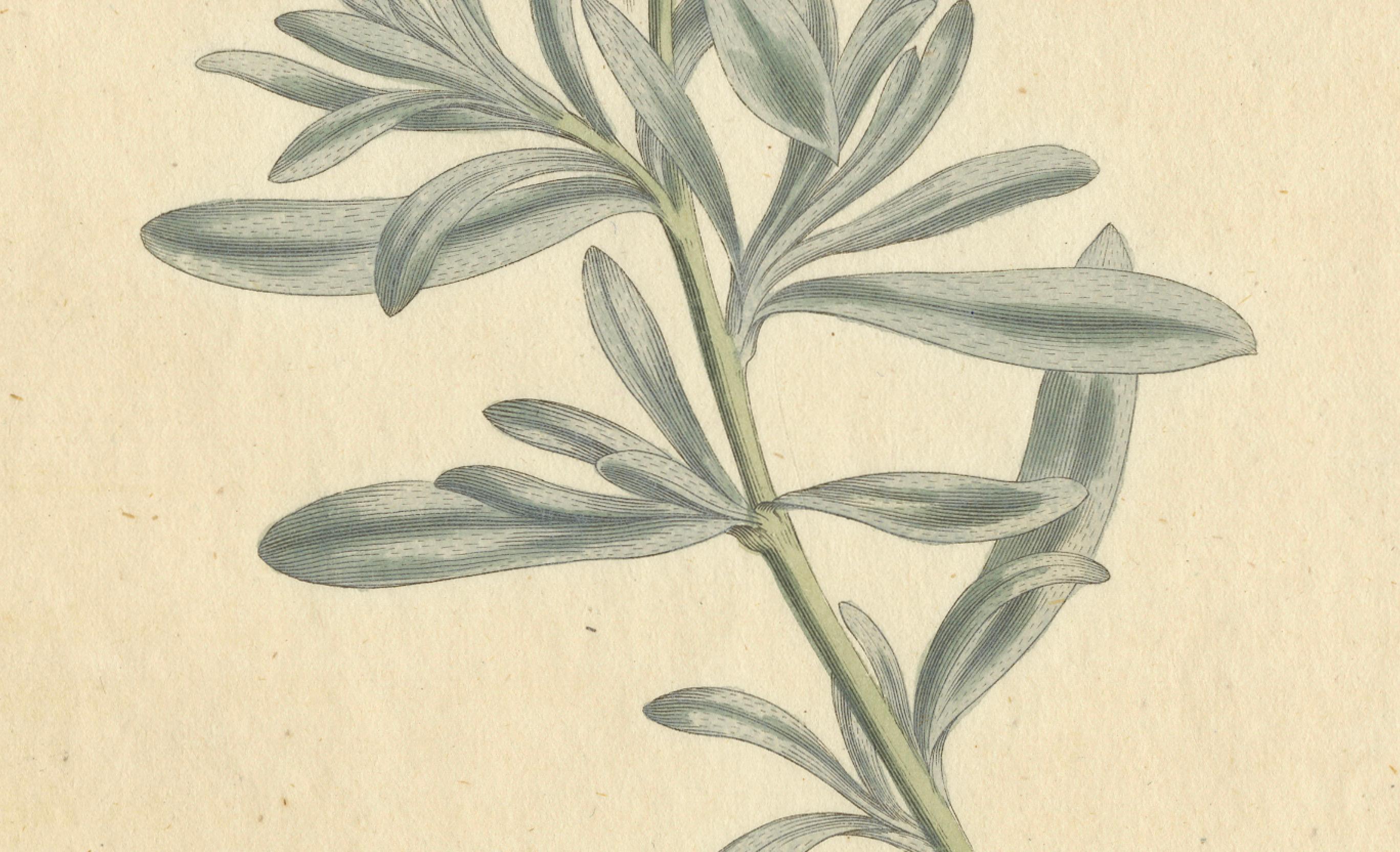 Grabado botánico antiguo de Silverbush - Rara impresión floral de 1799 por Curtis en Bueno estado para la venta en Langweer, NL