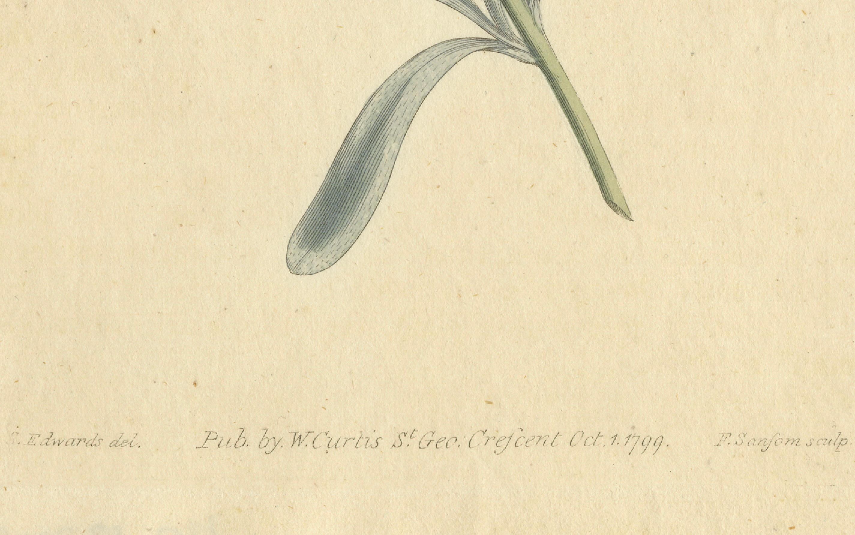 Grabado botánico antiguo de Silverbush - Rara impresión floral de 1799 por Curtis finales del siglo XVIII en venta