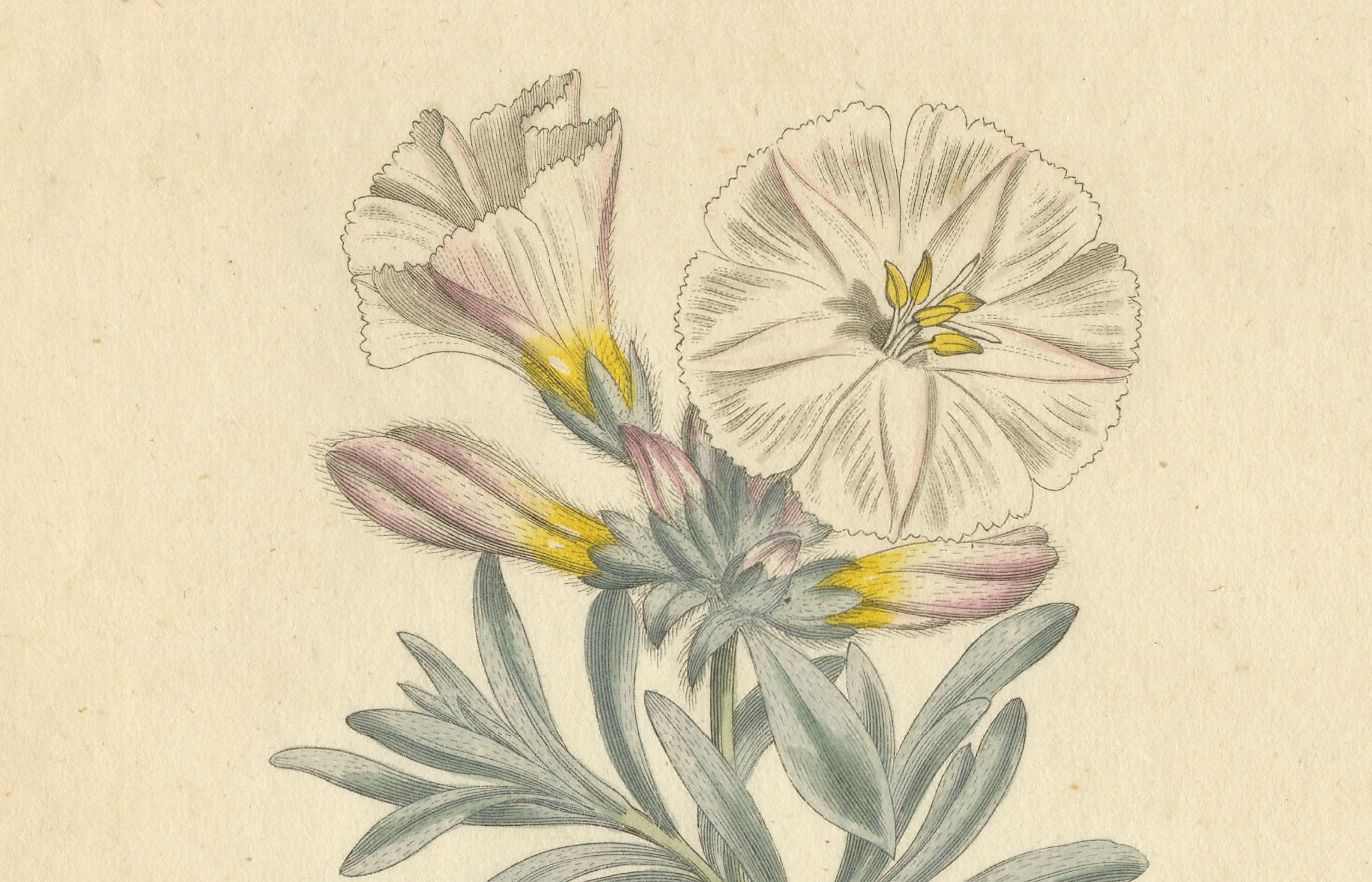 Grabado botánico antiguo de Silverbush - Rara impresión floral de 1799 por Curtis Papel en venta