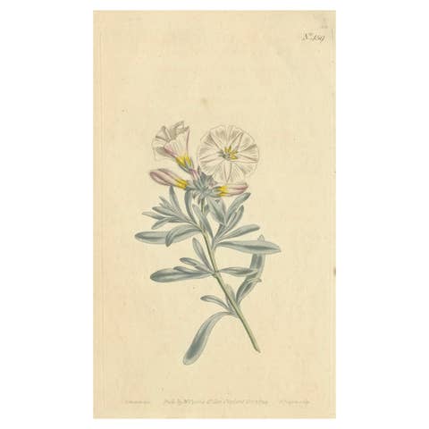 Antique Botanical Engraving of Silverbush - Rare 1799 Floral Print by Curtis