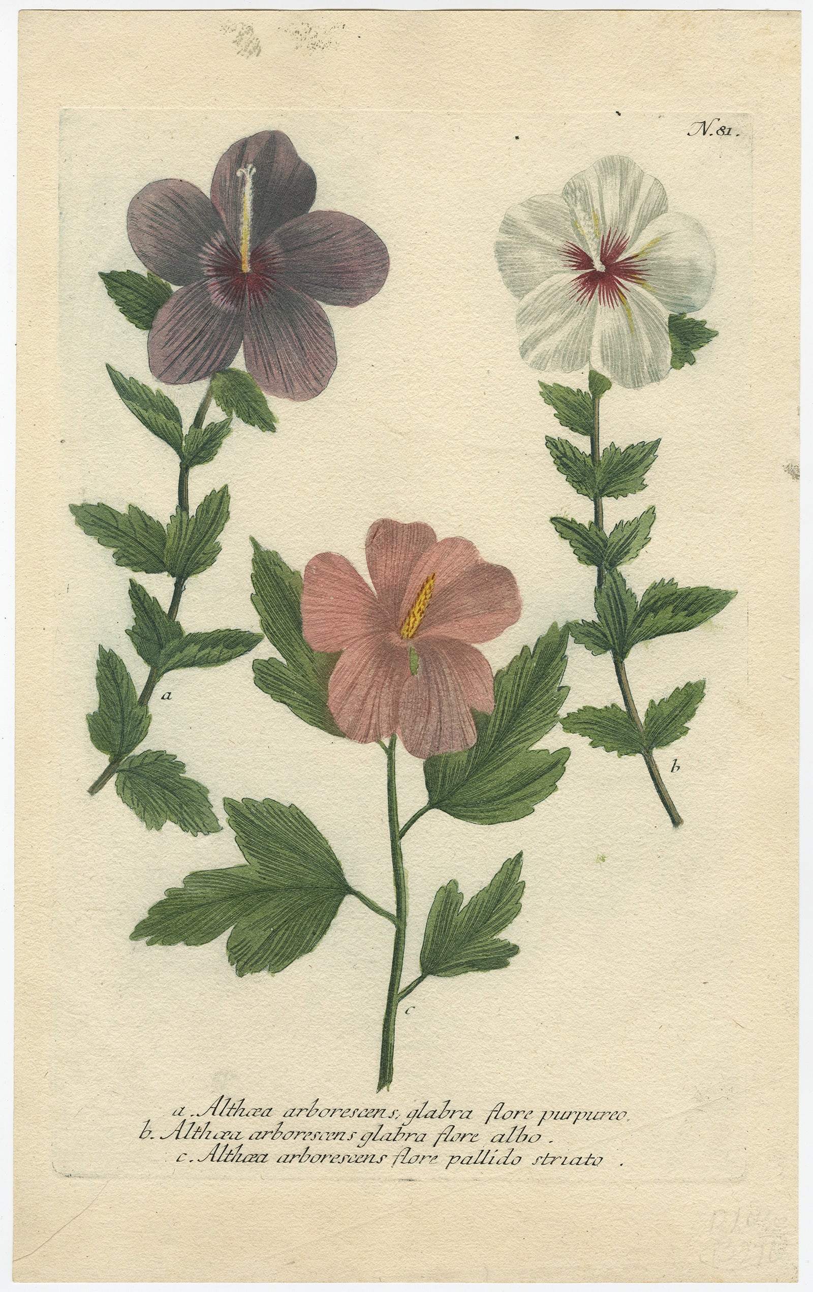 Althaea arborescens (Tree Mallow) – Antique Botany Print by Weinmann, 1737

This finely detailed botanical engraving depicts three varieties of Althaea arborescens, known as the tree mallow, with blossoms shown in purple, white, and pale pink. Each