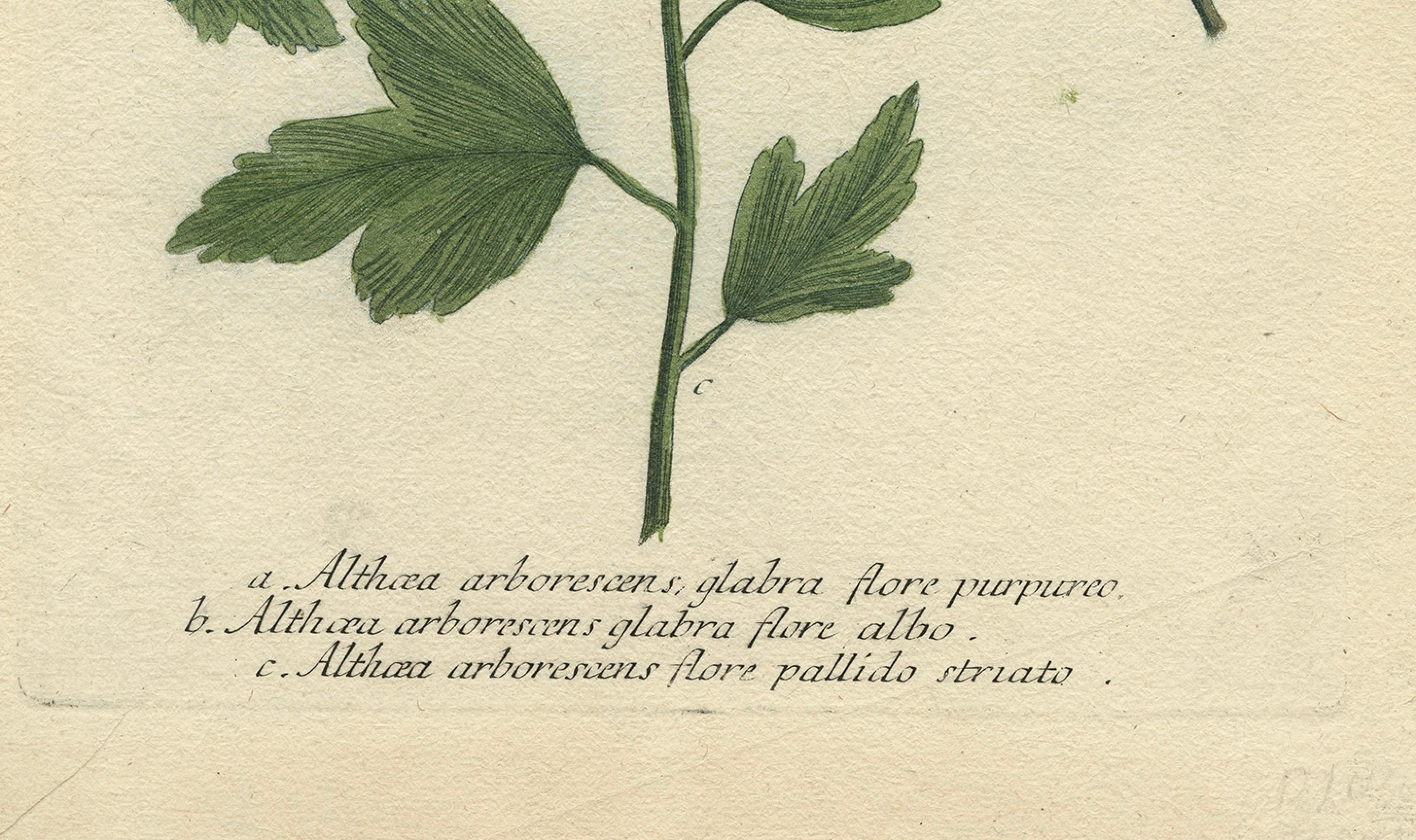 German Antique Botanical Engraving of Tree Mallow Flowers – Weinmann, 1737 For Sale
