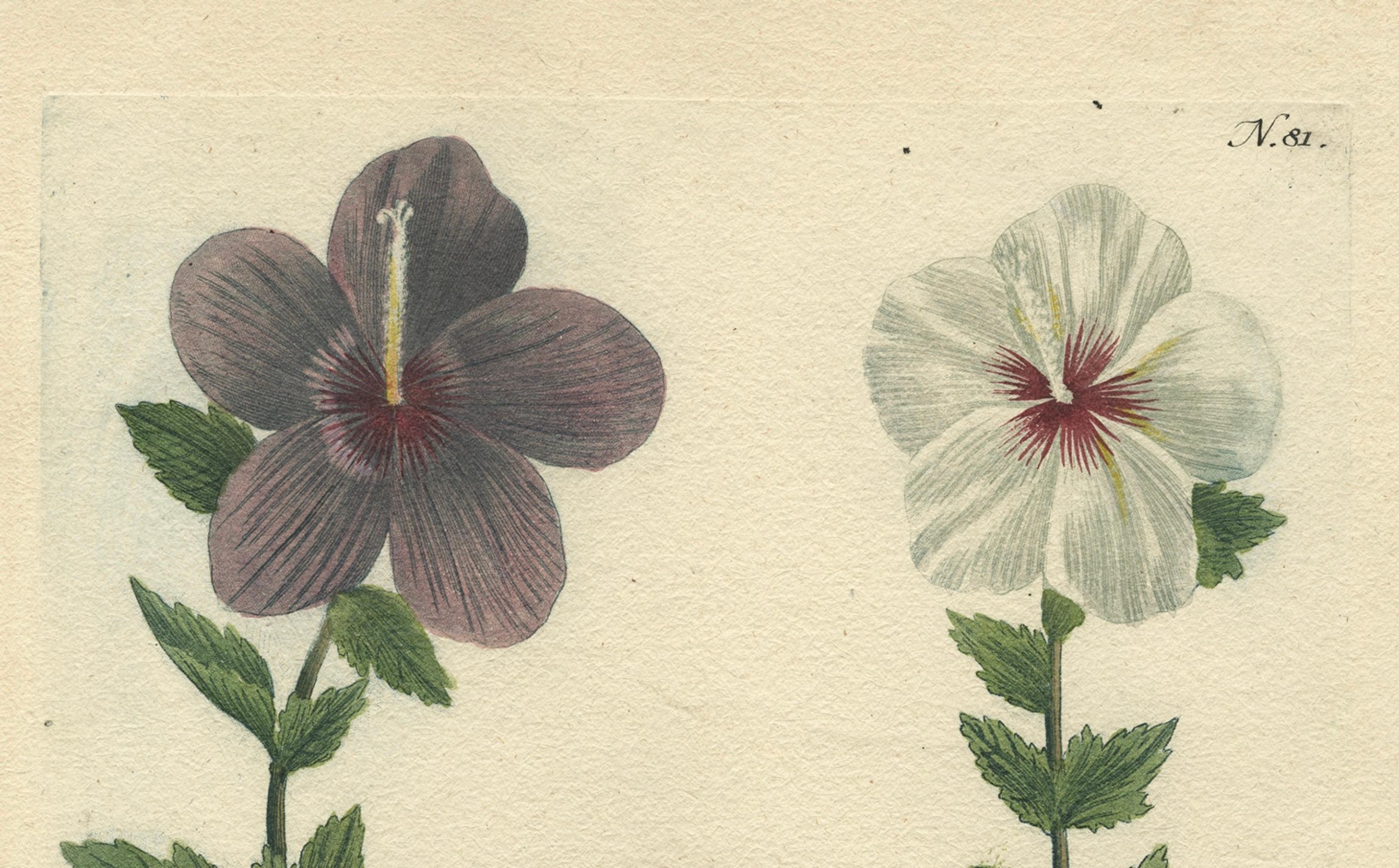 Engraved Antique Botanical Engraving of Tree Mallow Flowers – Weinmann, 1737 For Sale
