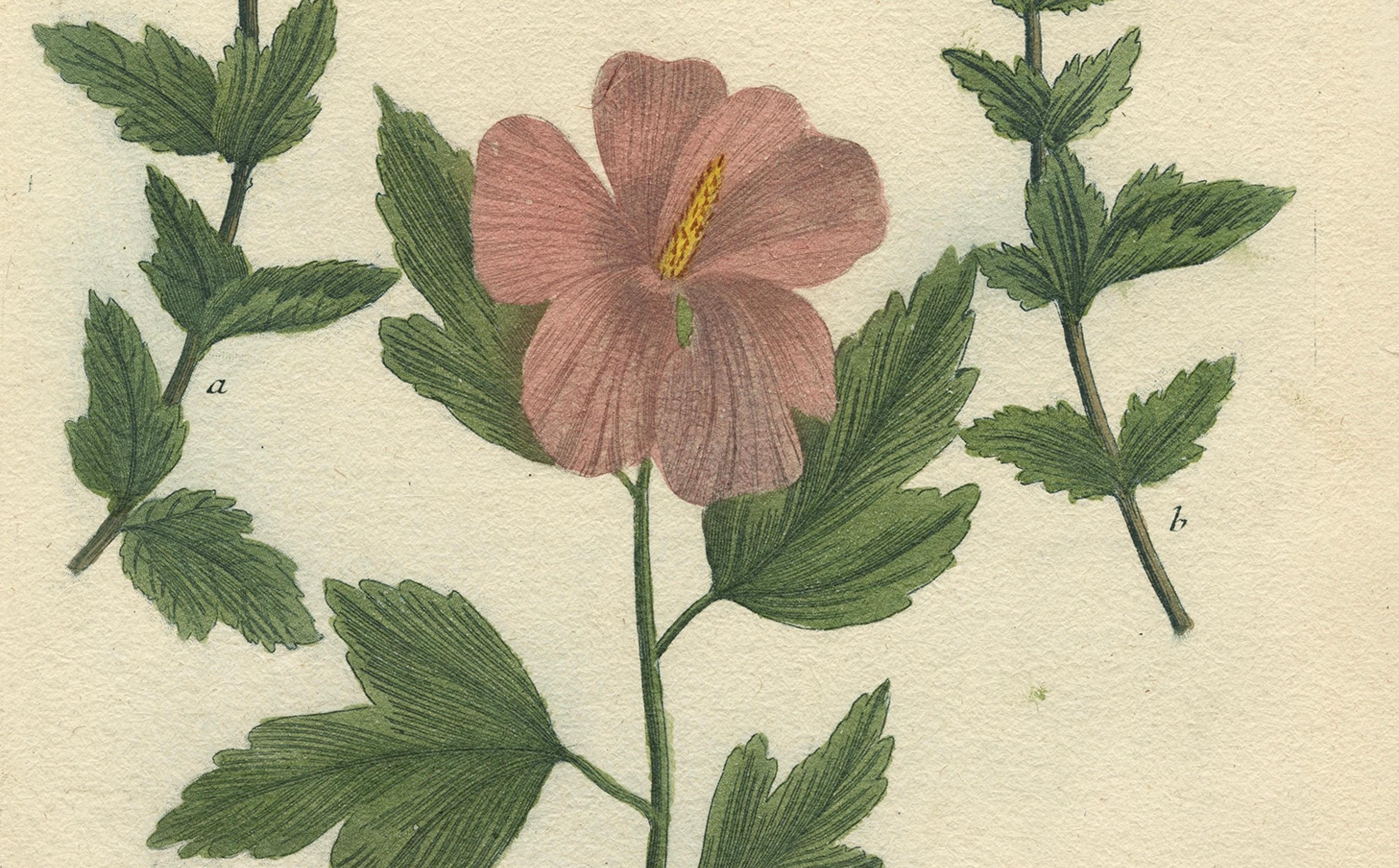 Antique Botanical Engraving of Tree Mallow Flowers – Weinmann, 1737 In Good Condition For Sale In Langweer, NL