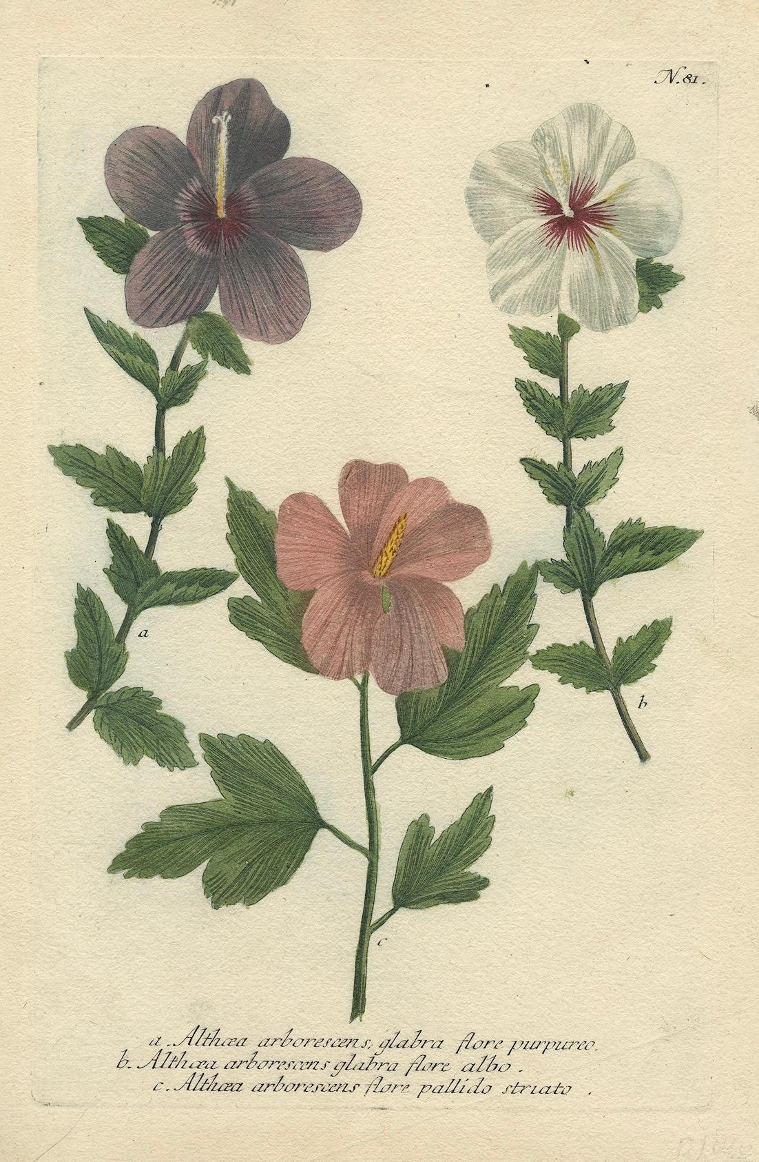 18th Century Antique Botanical Engraving of Tree Mallow Flowers – Weinmann, 1737 For Sale