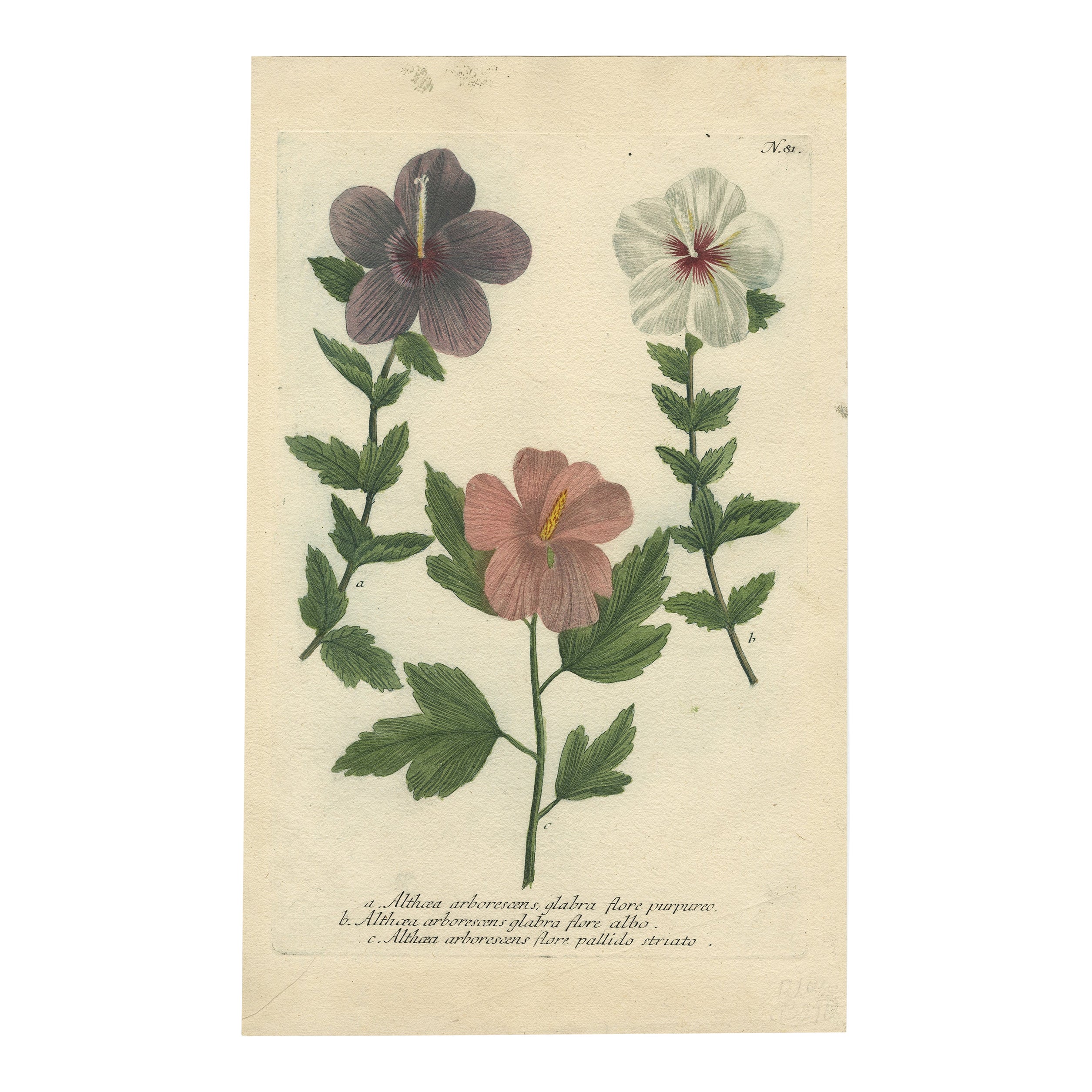 Antique Botanical Engraving of Tree Mallow Flowers – Weinmann, 1737 For Sale