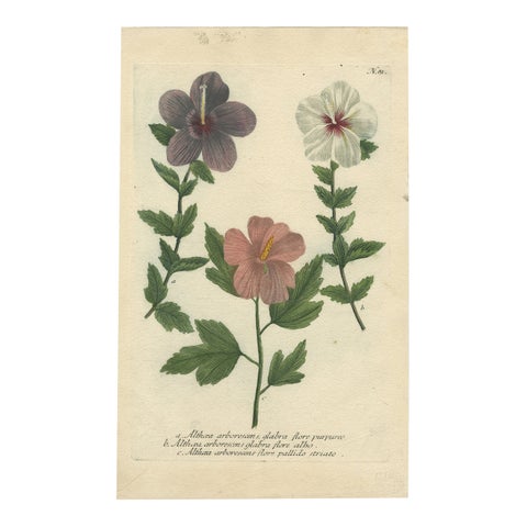Antique Botanical Engraving of Tree Mallow Flowers, Weinmann, 1737