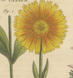 Antique Botanical Engraving – Yellow Flower & Pink Bladder Senna, Pflanzen CXXXV