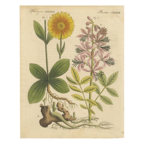 Antique Botanical Engraving – Yellow Flower & Pink Bladder Senna, Pflanzen CXXXV