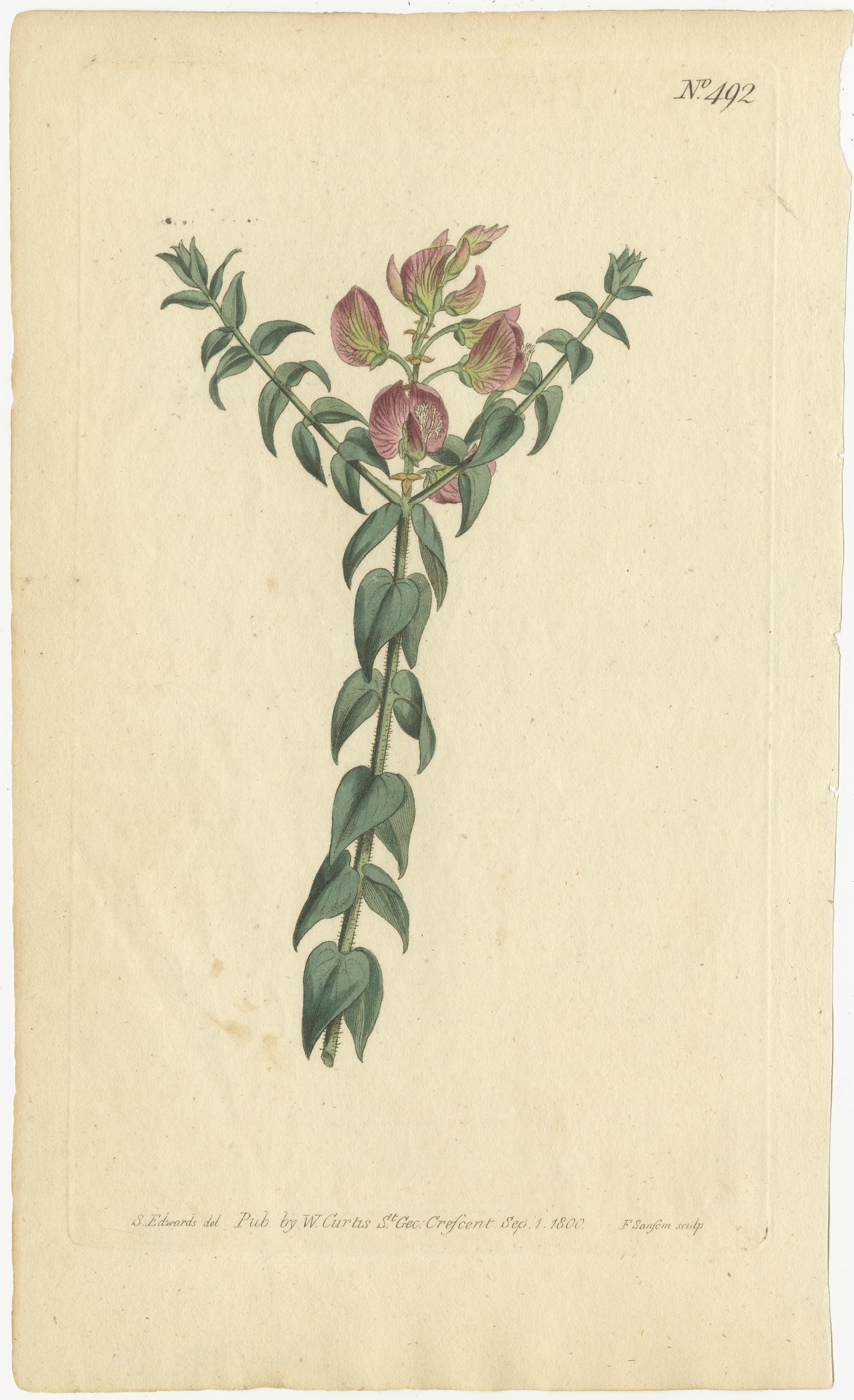 Antique Botanical Engravings of European Flowers, Circa 1800 5