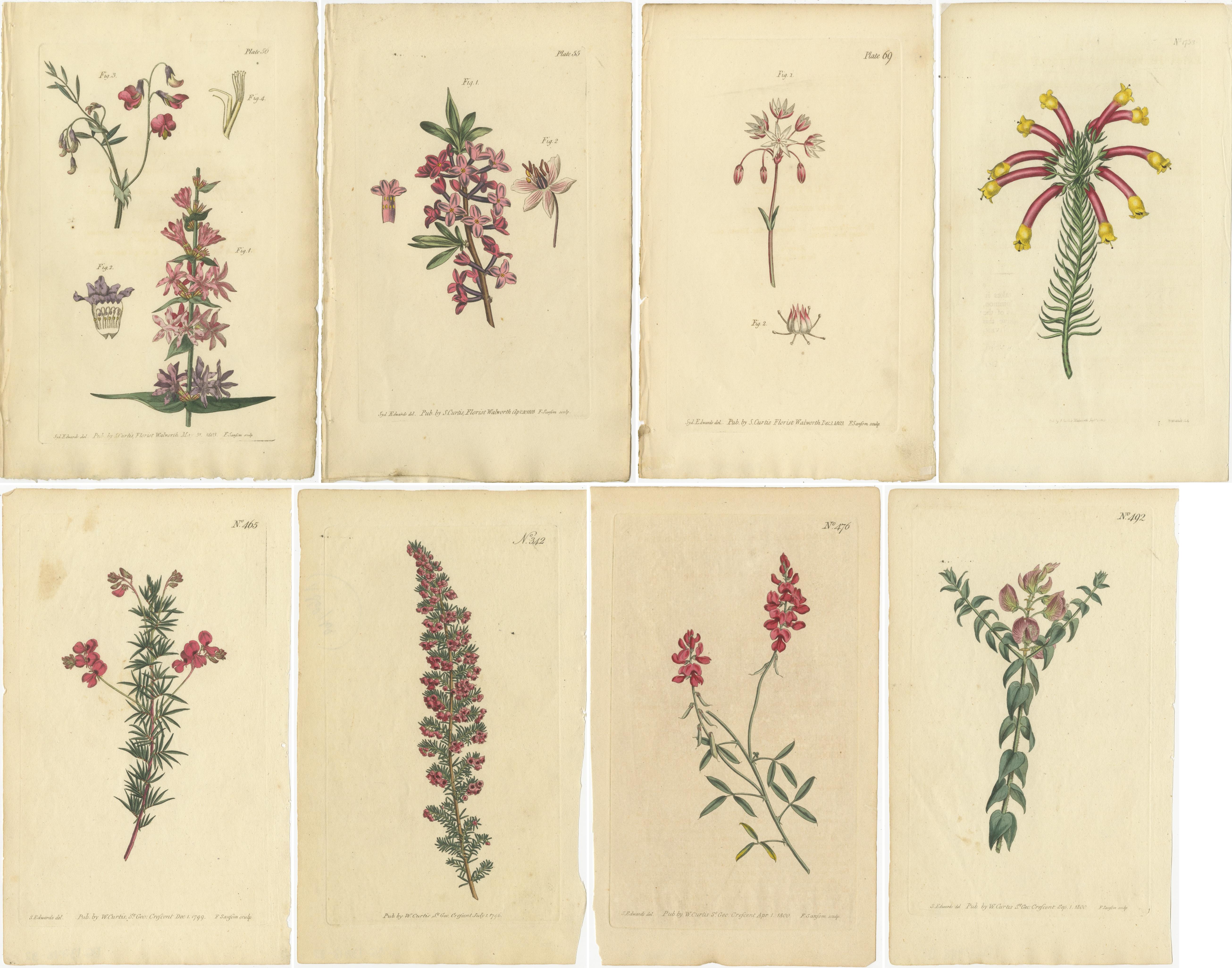 The botanical illustrations are the work of Sydenham Edwards, a prolific botanical artist known for his detailed and vibrant illustrations. These engravings were published by William Curtis in various botanical magazines, including 