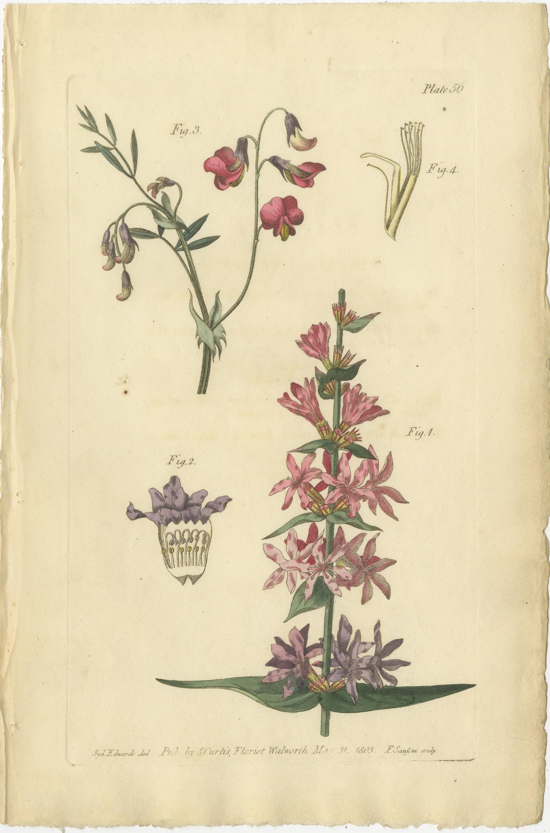 Antique Botanical Engravings of European Flowers, Circa 1800 In Good Condition In Langweer, NL