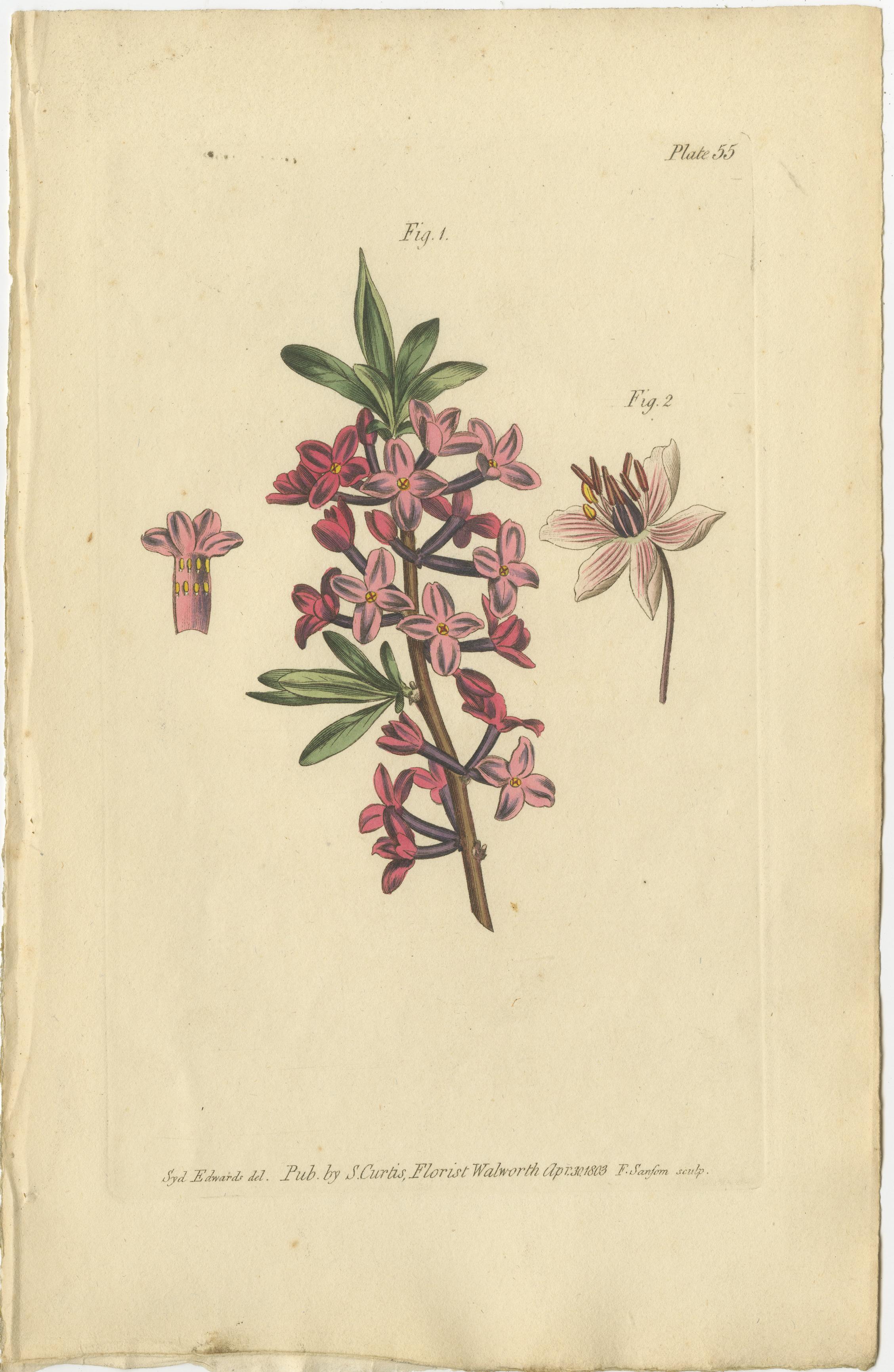 Early 19th Century Antique Botanical Engravings of European Flowers, Circa 1800