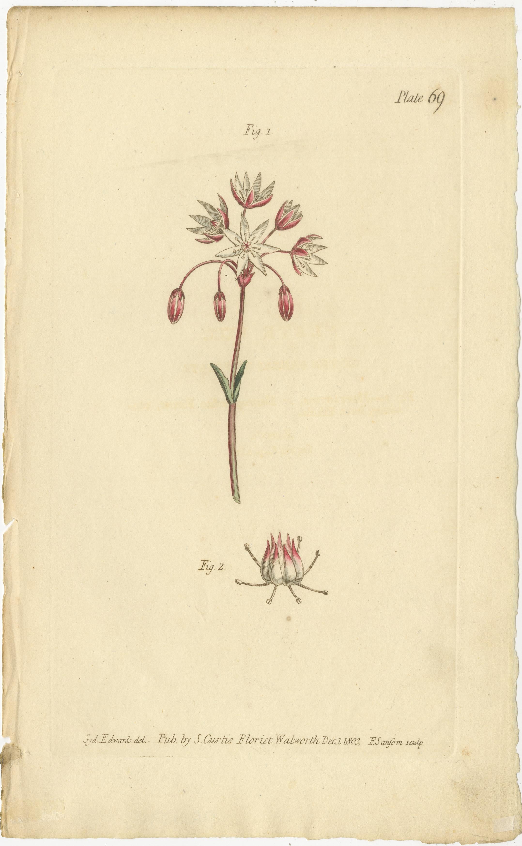 Paper Antique Botanical Engravings of European Flowers, Circa 1800
