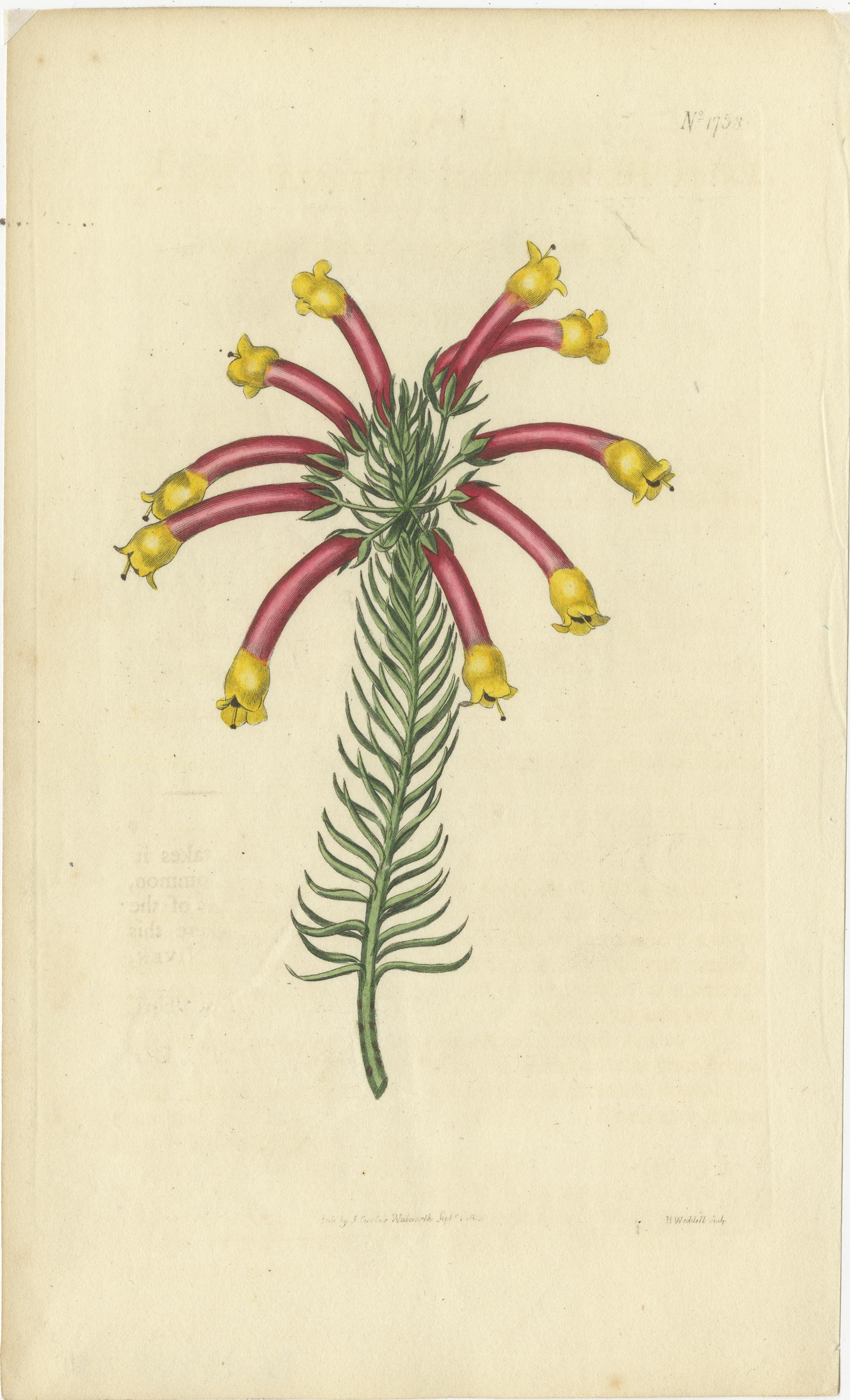 Antique Botanical Engravings of European Flowers, Circa 1800 1
