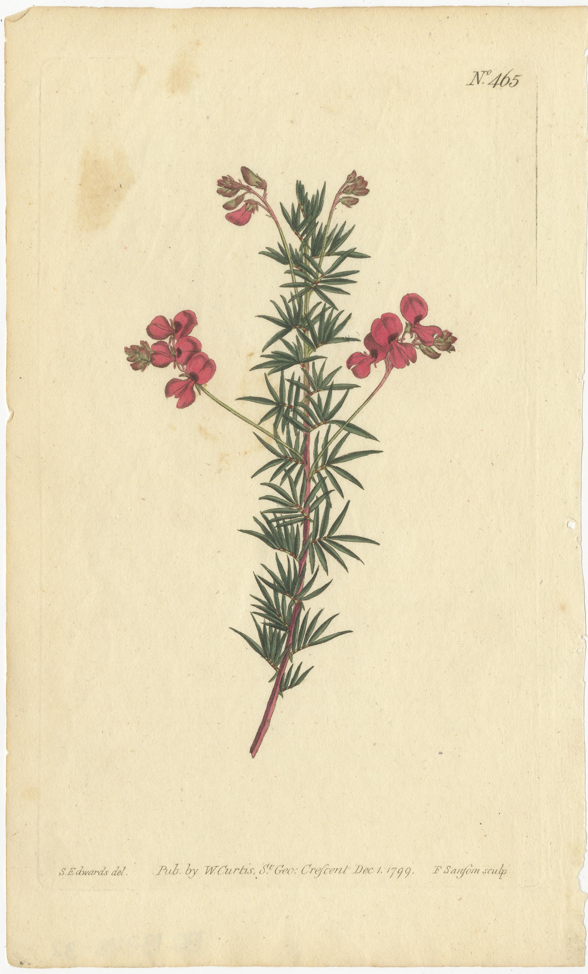 Antique Botanical Engravings of European Flowers, Circa 1800 2