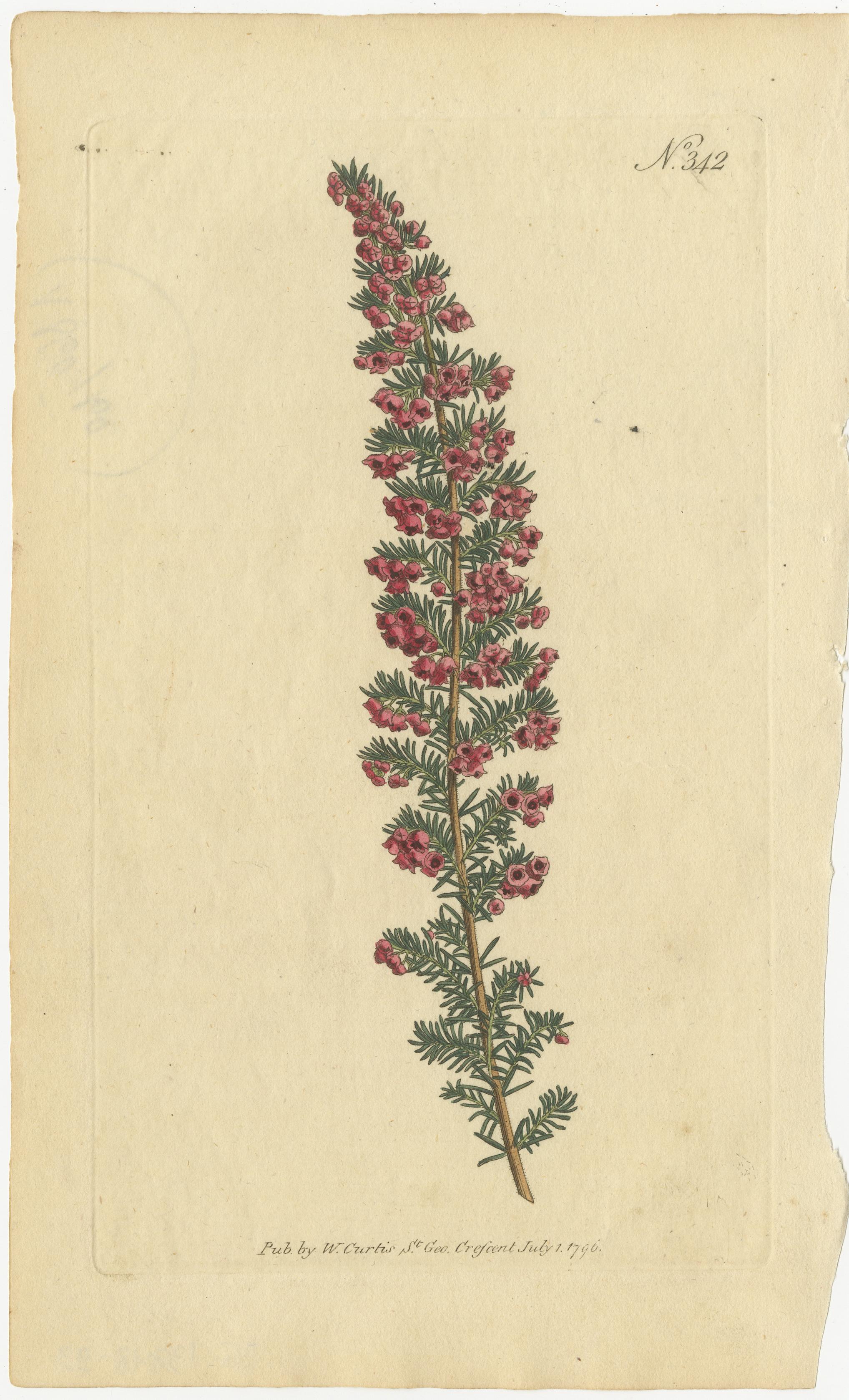 Antique Botanical Engravings of European Flowers, Circa 1800 3