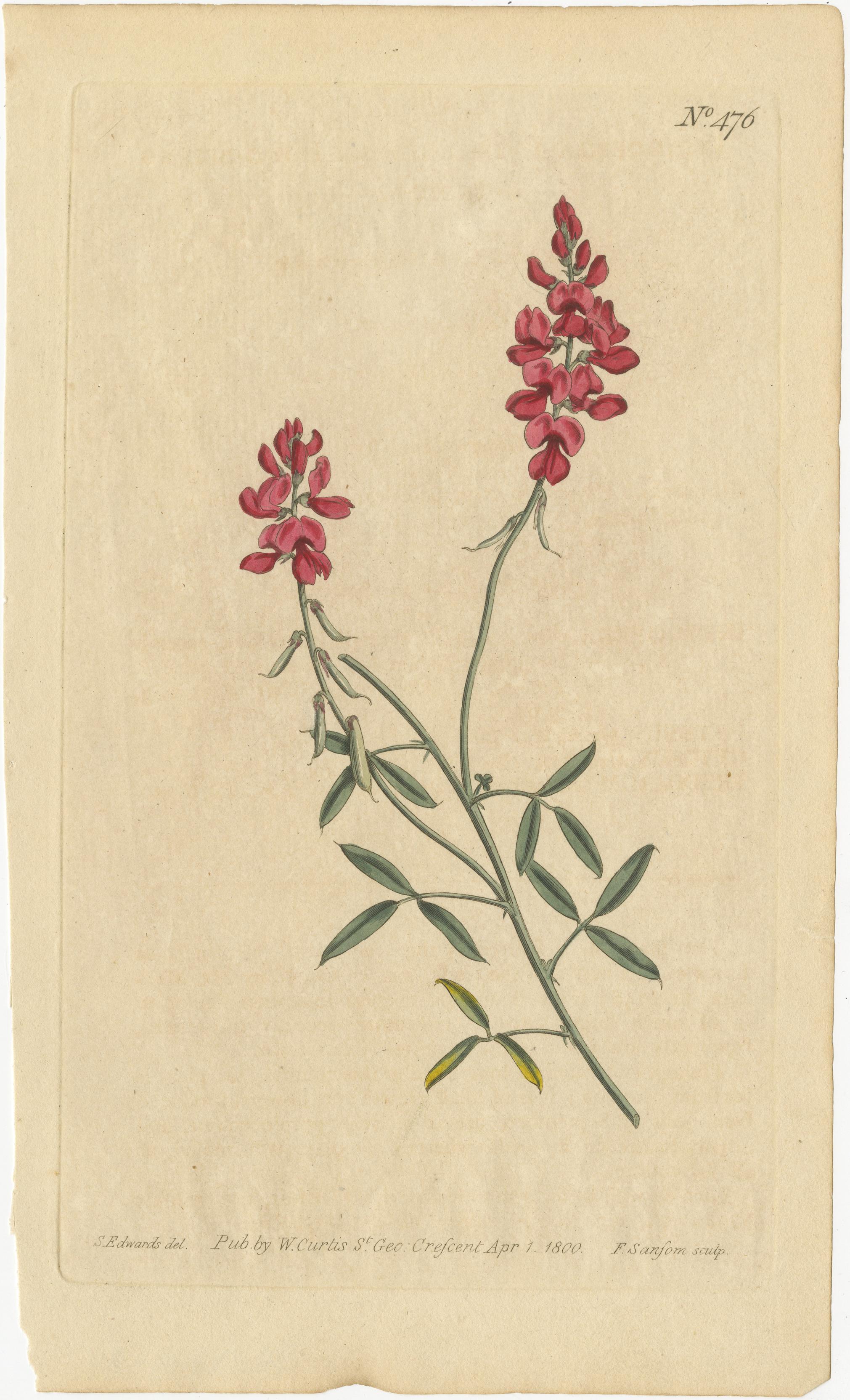 Antique Botanical Engravings of European Flowers, Circa 1800 4