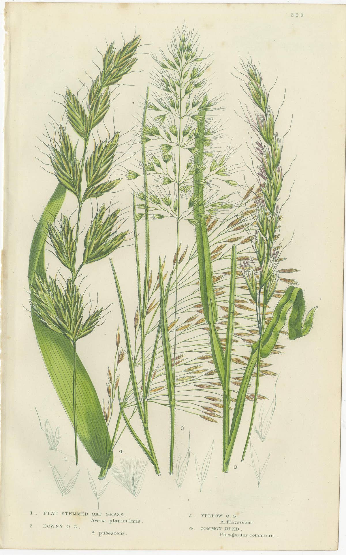 Antique Botanical Engravings of Grass and Rush Species, 1873