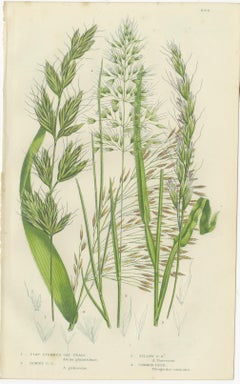 Antique Botanical Engravings of Grass and Rush Species, 1873