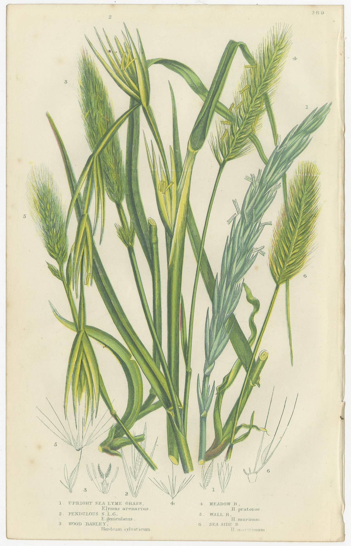 Antique Botanical Engravings of Grass and Rush Species, 1873