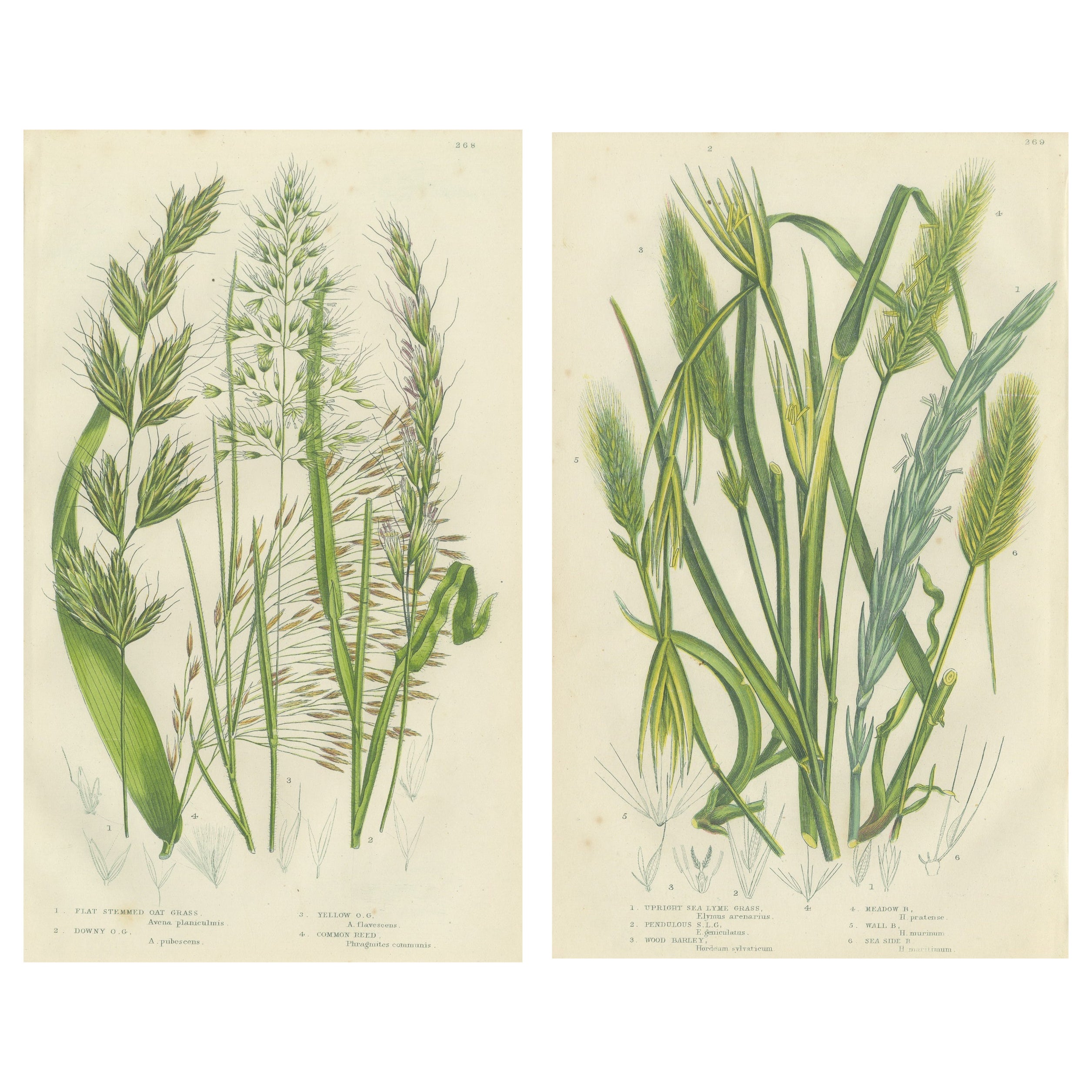 Antique Botanical Engravings of Grass and Rush Species, 1873