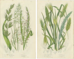 Antique Botanical Engravings of Grass and Rush Species, 1873