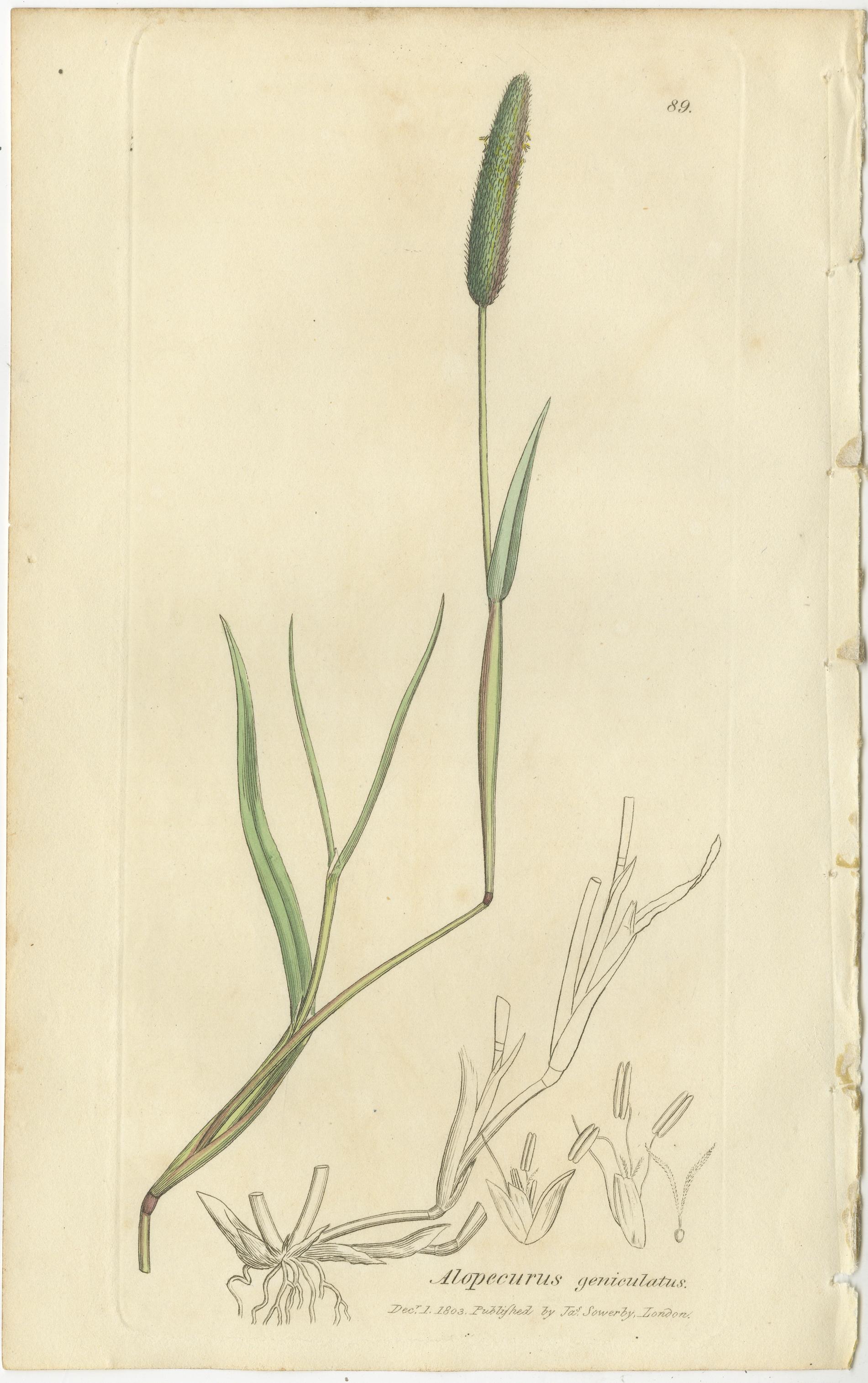 Ensemble de 8 gravures botaniques anciennes de sétaires, polypogon et agrostis, c.I.C.

Cet élégant ensemble de huit gravures botaniques anciennes présente une sélection finement choisie d'herbes de prairies britanniques, réalisée vers 1830 dans le