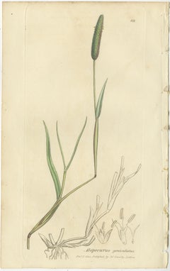 Antique Botanical Engravings of Meadow Foxtail, Polypogon & Agrostis, c.1830