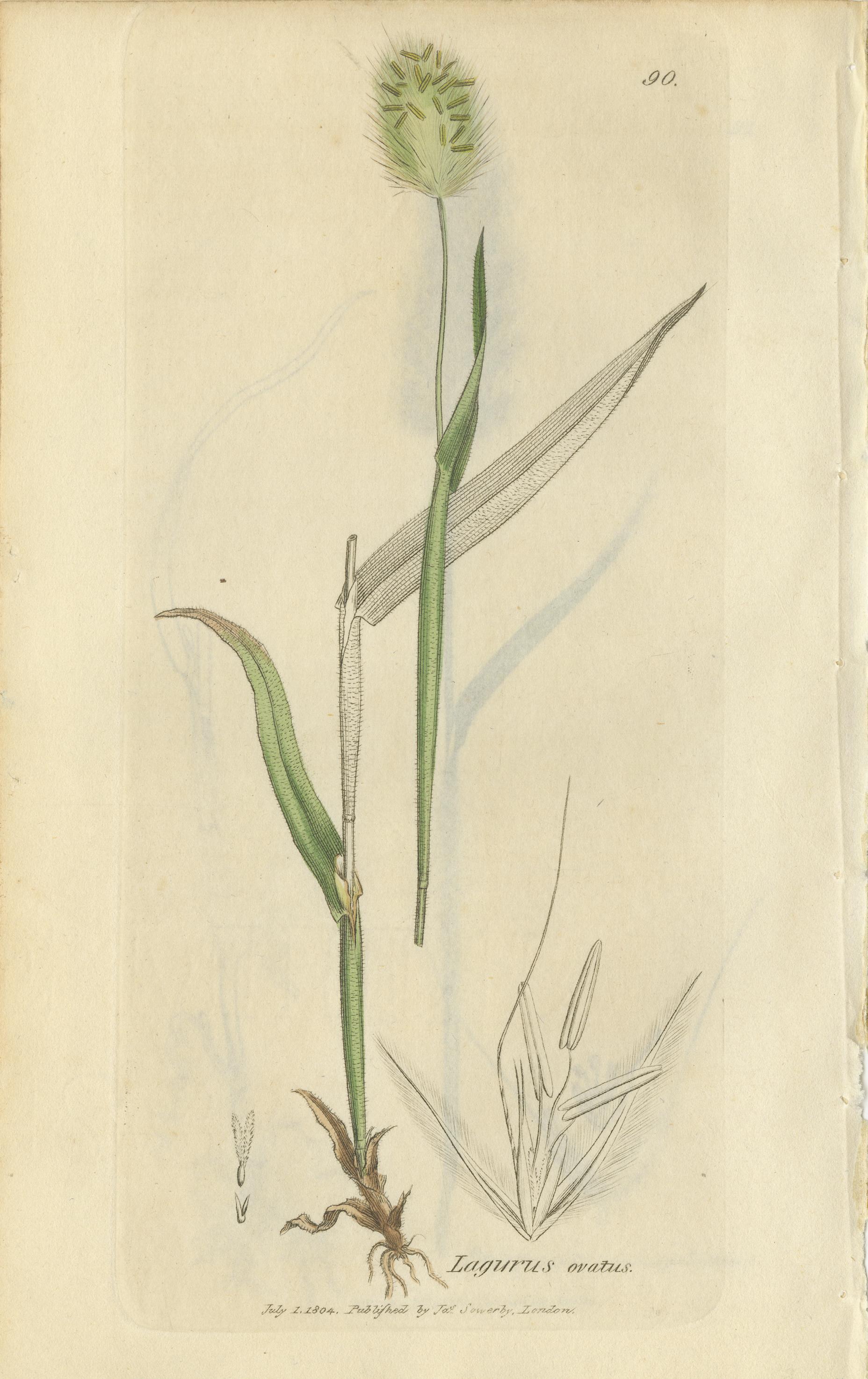 Britannique Gravures botaniques anciennes de la sétaire des prés, du polypogon et de l'agrostis, c.I.C. en vente