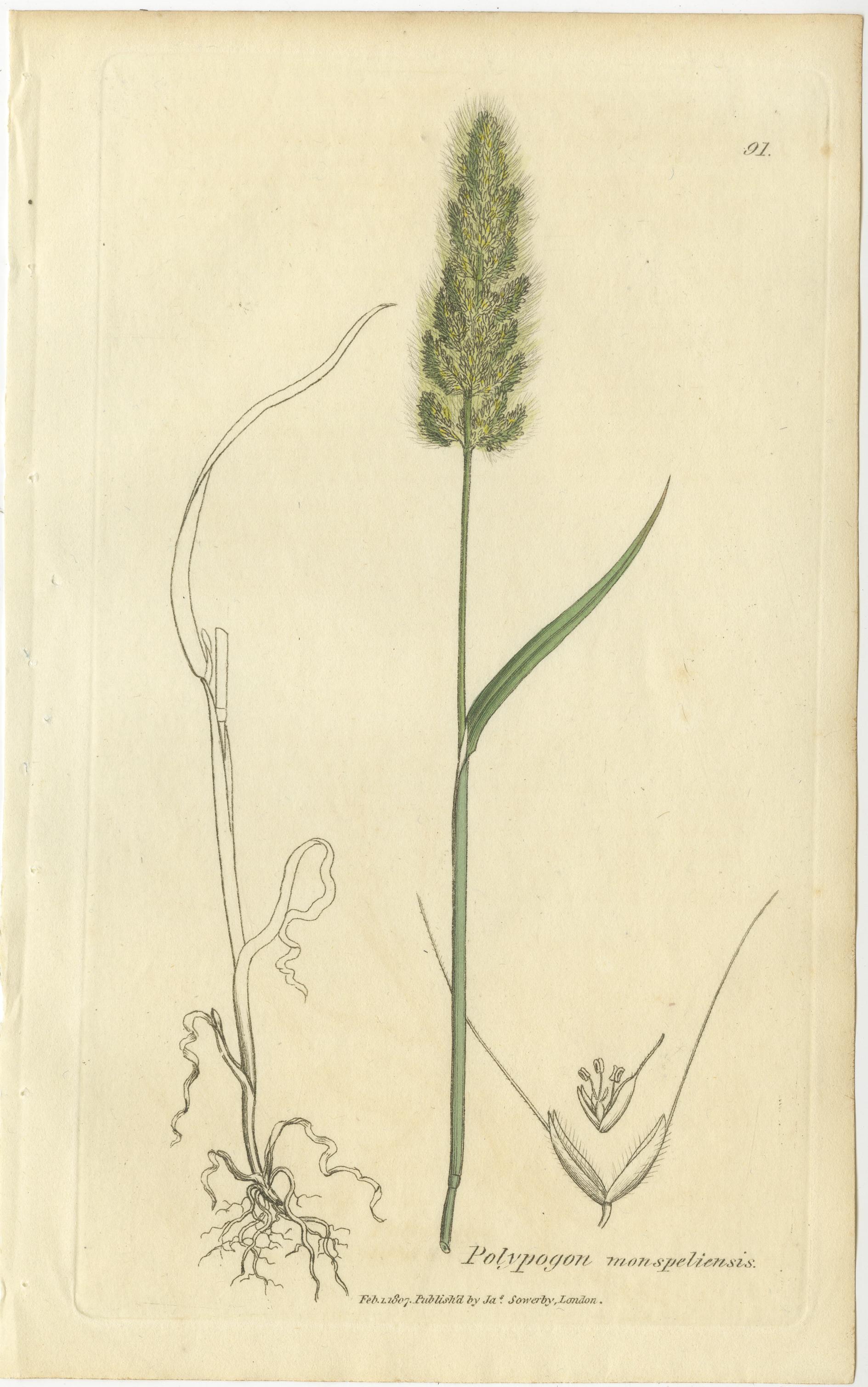 Gravé Gravures botaniques anciennes de la sétaire des prés, du polypogon et de l'agrostis, c.I.C. en vente